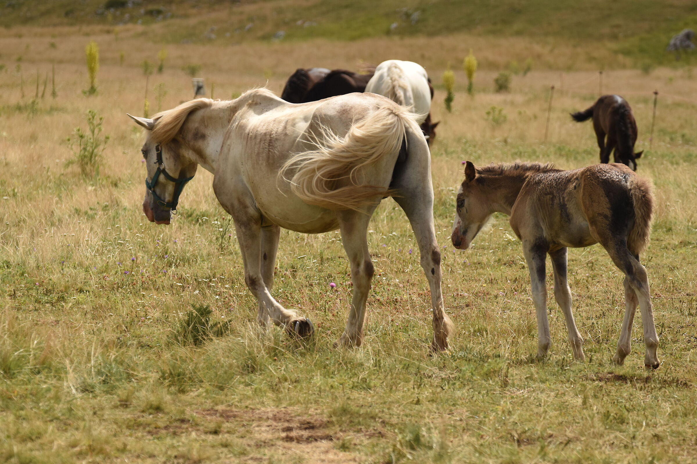 Horses in Campo Imperatore 1