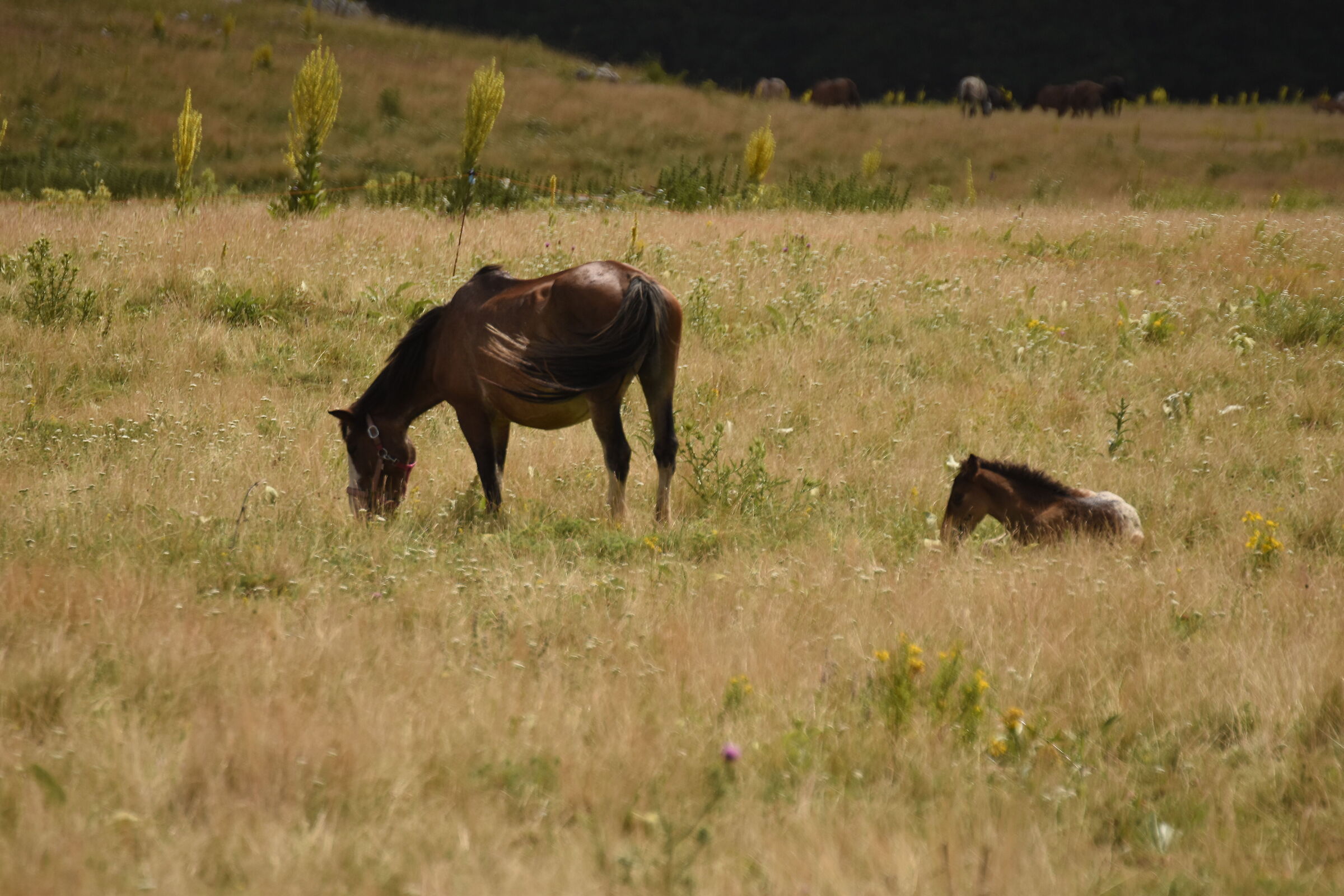 Horses in Campo Imperatore 2