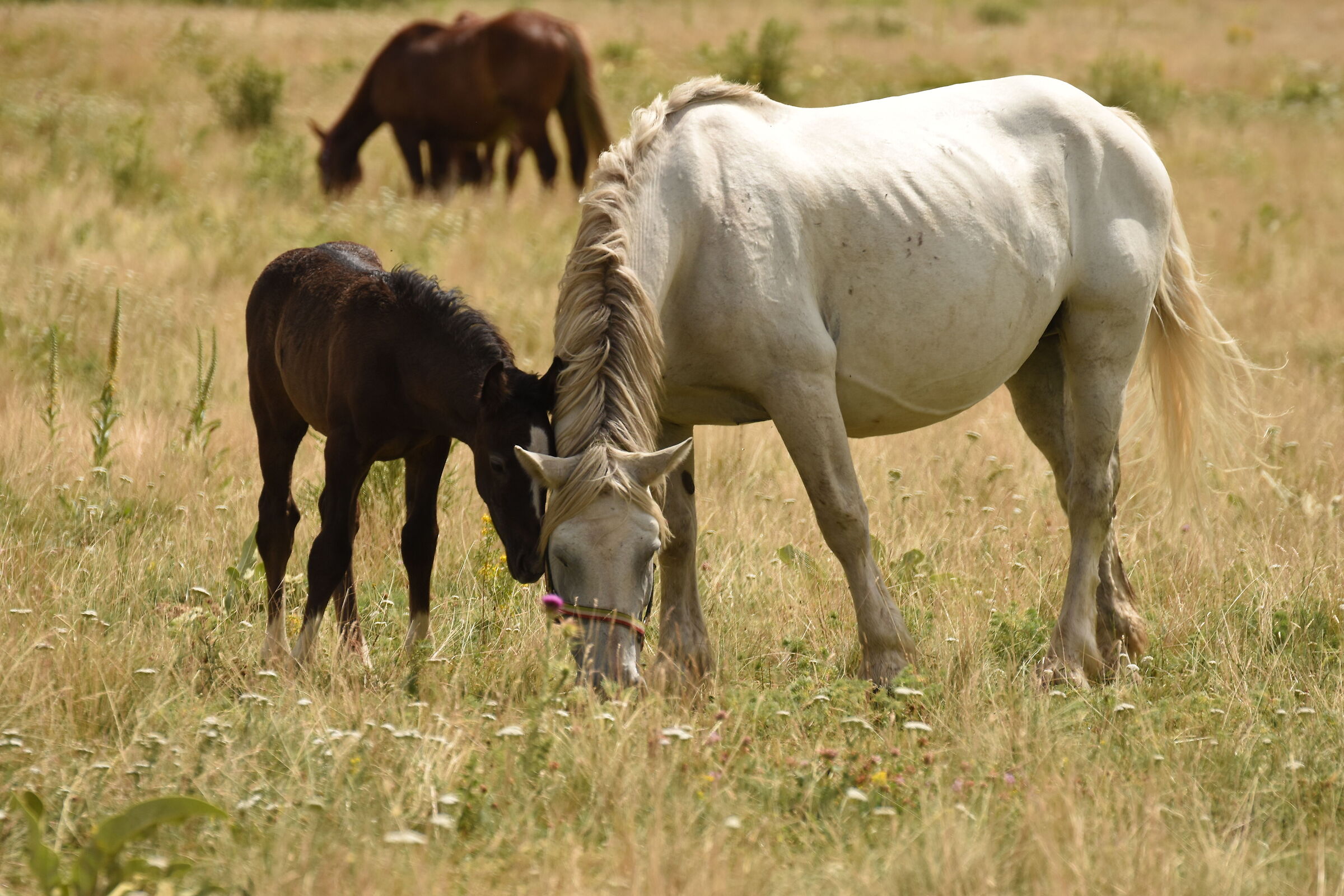 Horses in Campo Imperatore 3
