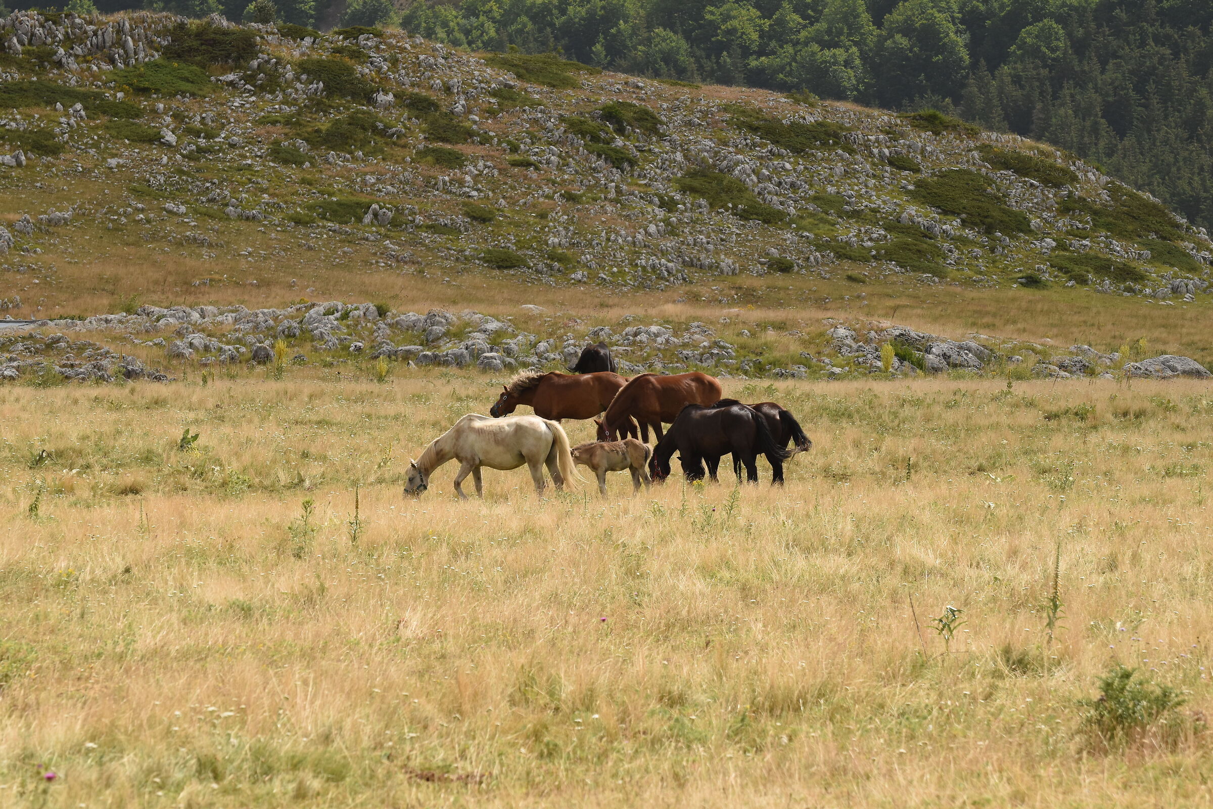 Horses in Campo Imperatore 4