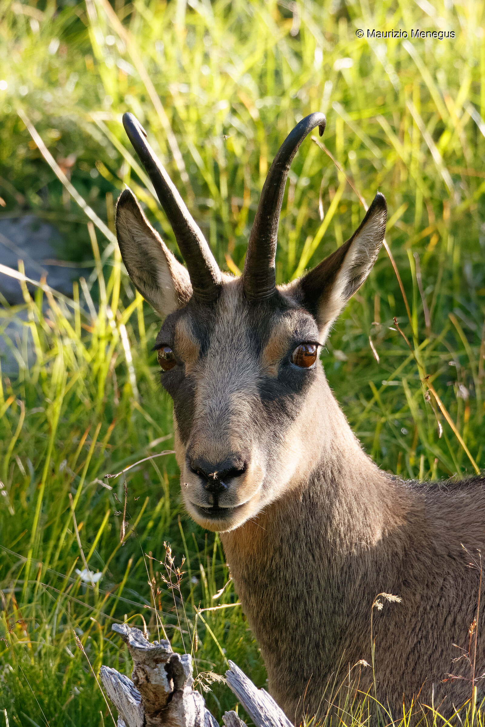 Camoscio - maschio adulto Dolomiti 20/08/2023
