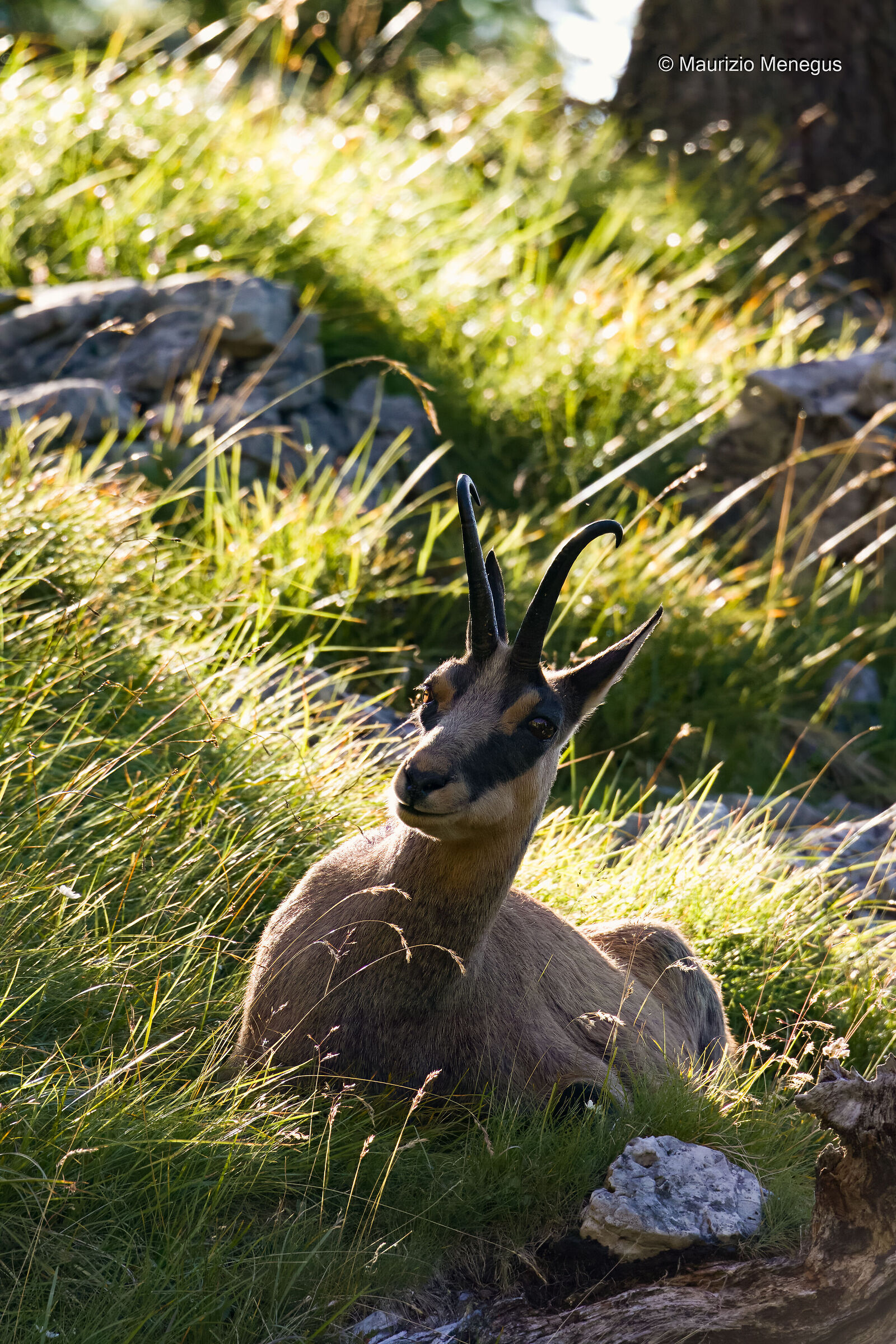Camoscio - maschio adulto Dolomiti 20/08/2023