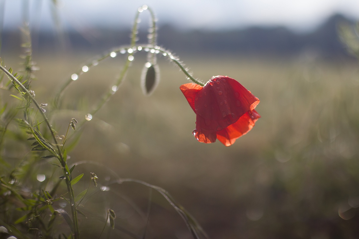 Poppy after the storm