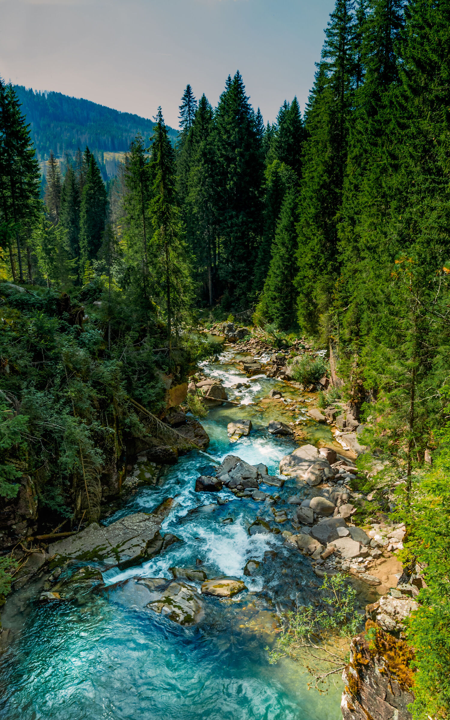 Foresta naturale di Paneveggio