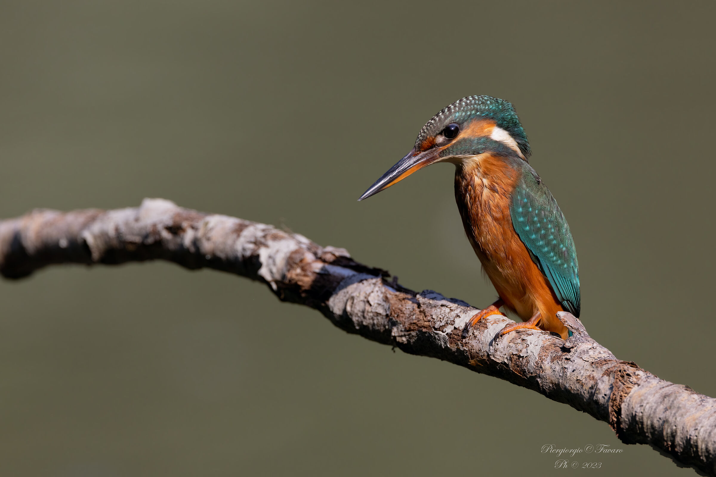 Kingfisher Female