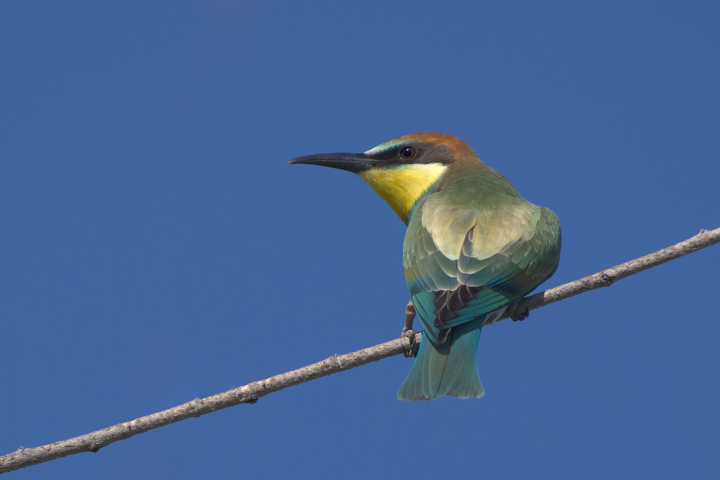 Bee-eater