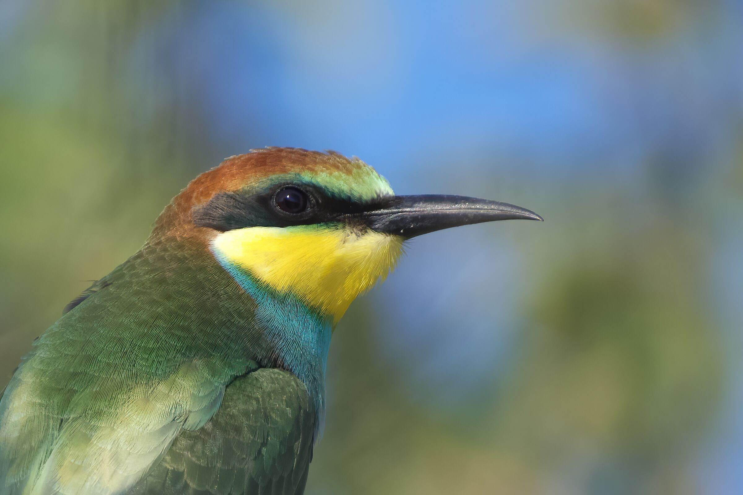 Bee-eater - Portrait