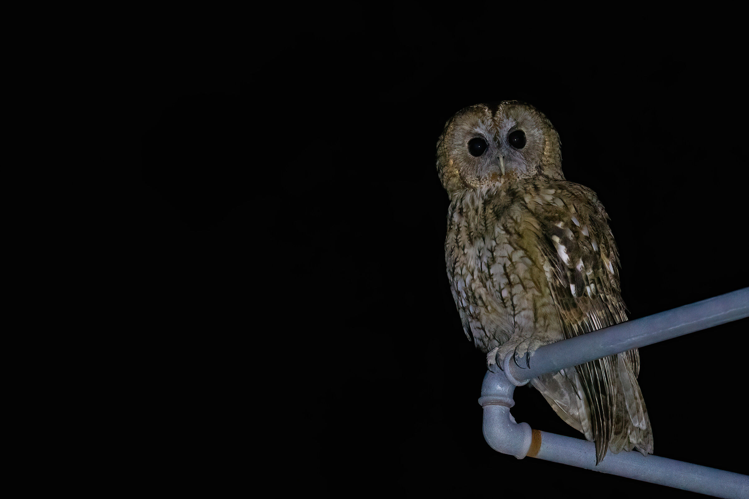 Tawny owl of the Nebrods
