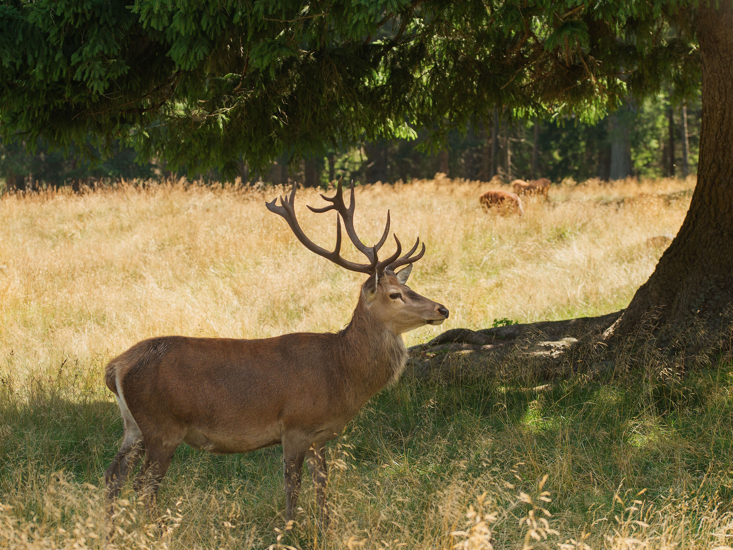 Cervo in riserva 4