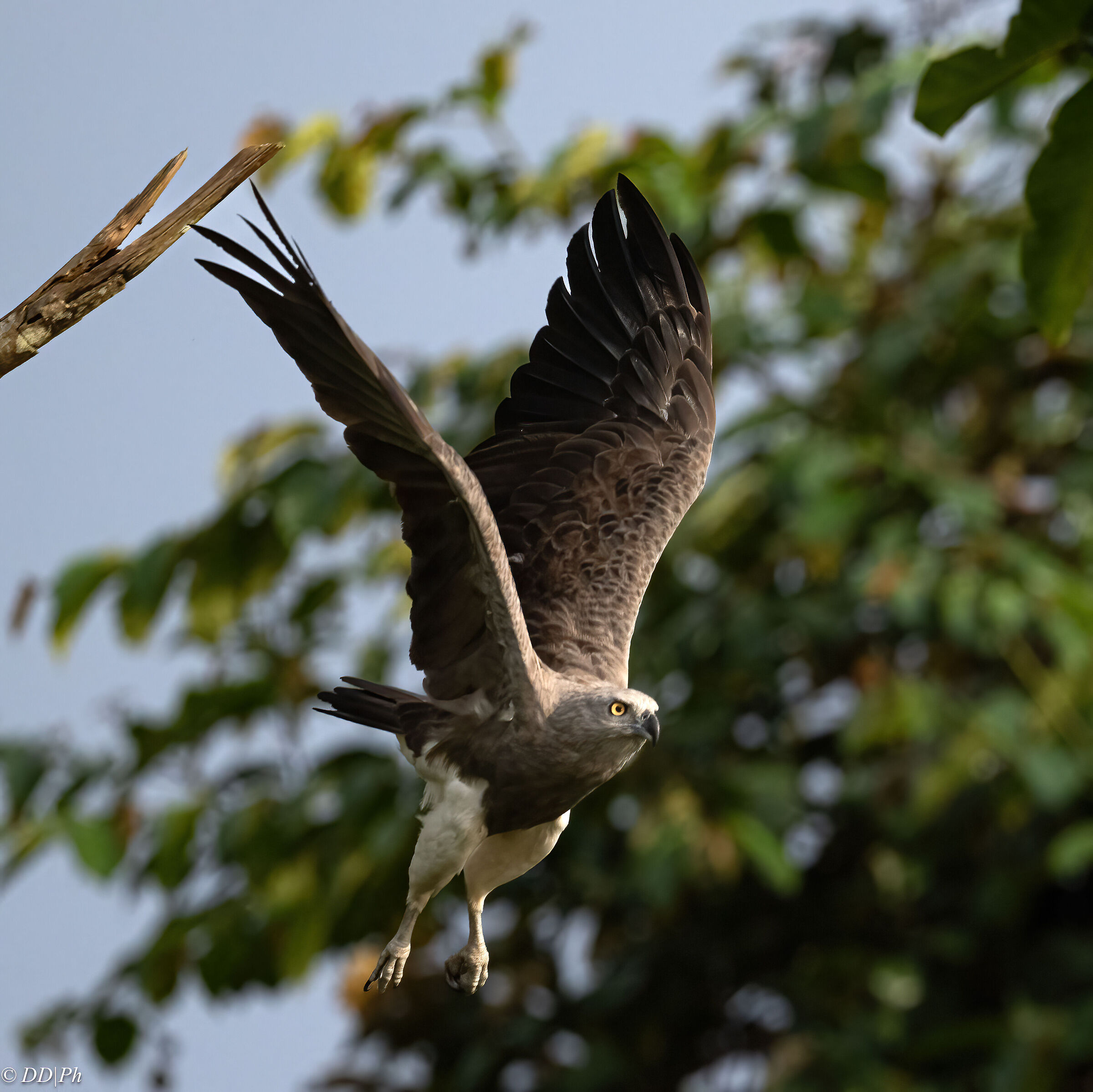 Grey-headed fish eagle