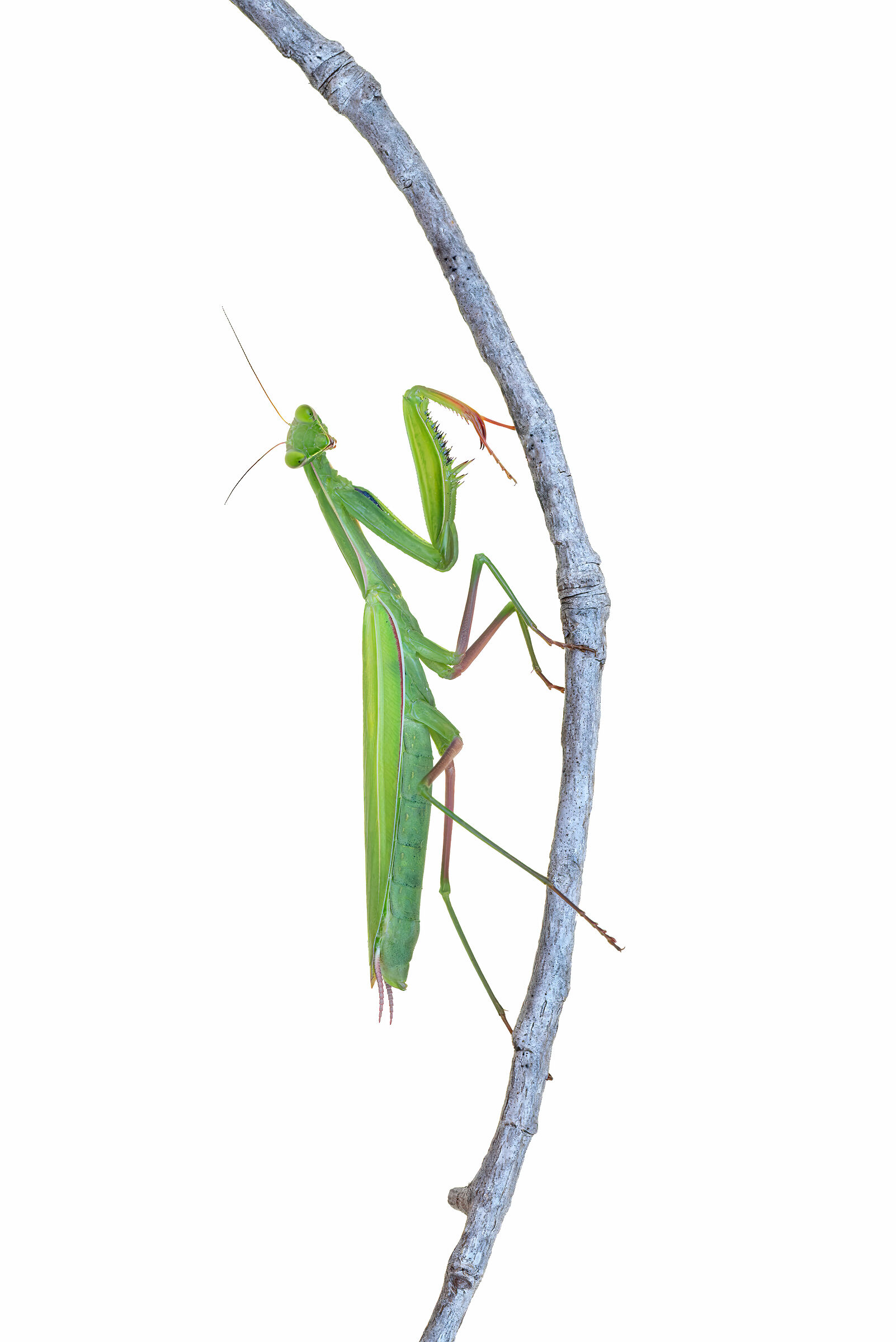 Mantis religiosa