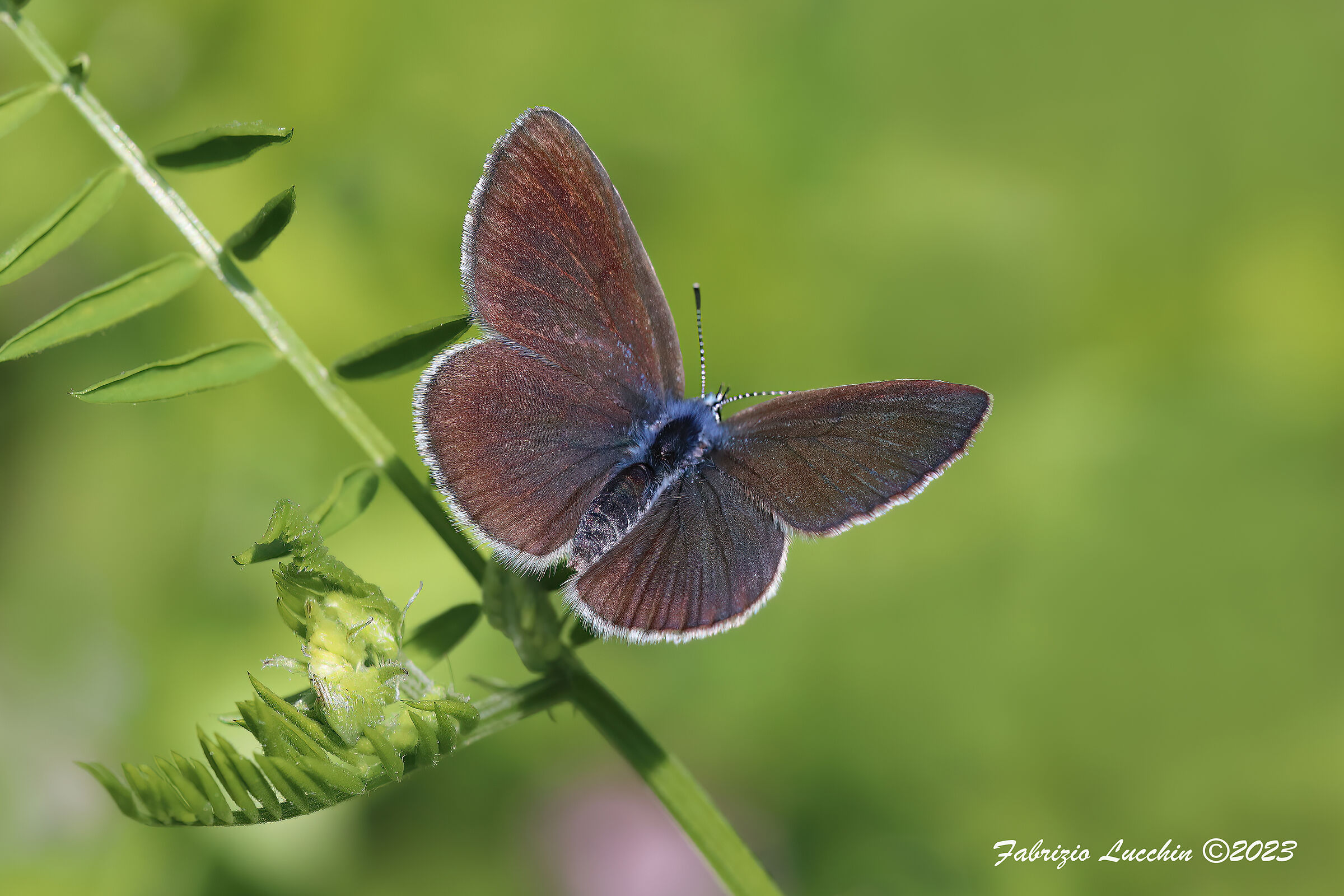 Glaucopsyche alexis (femmina)