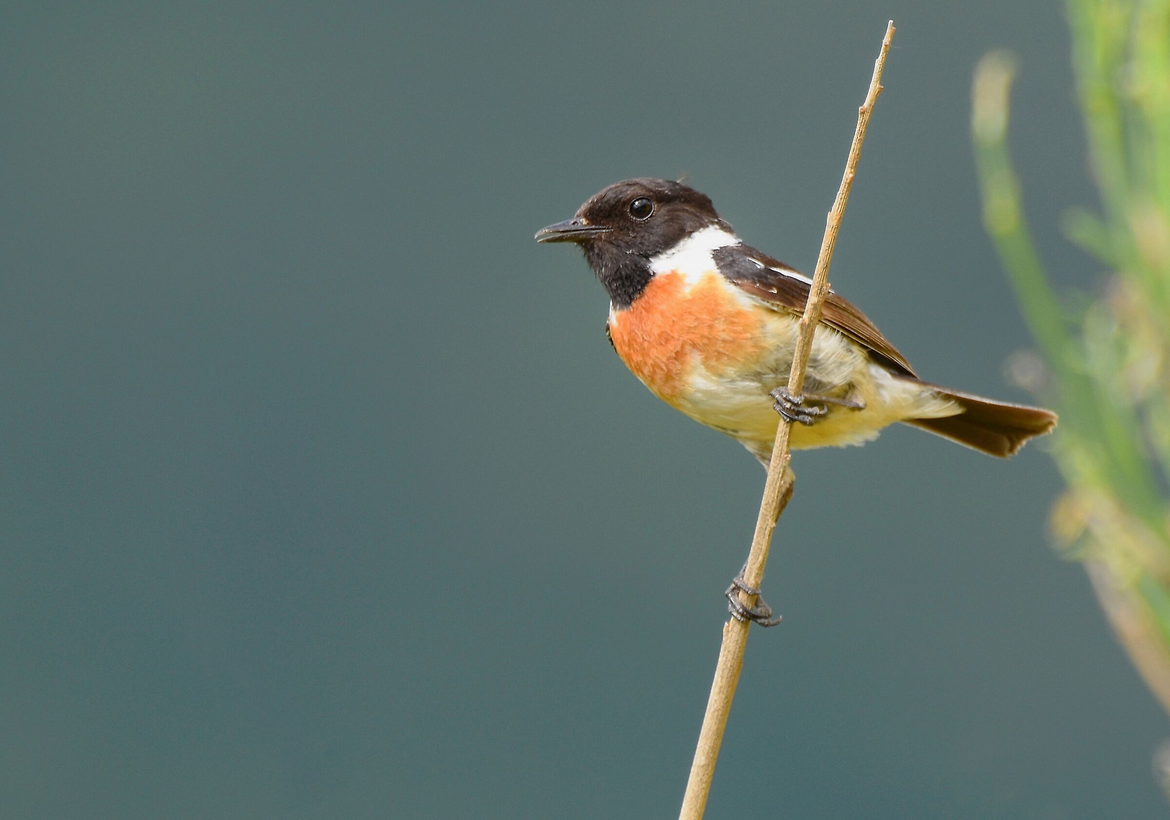 Saltimpalo (Saxicola torquata)