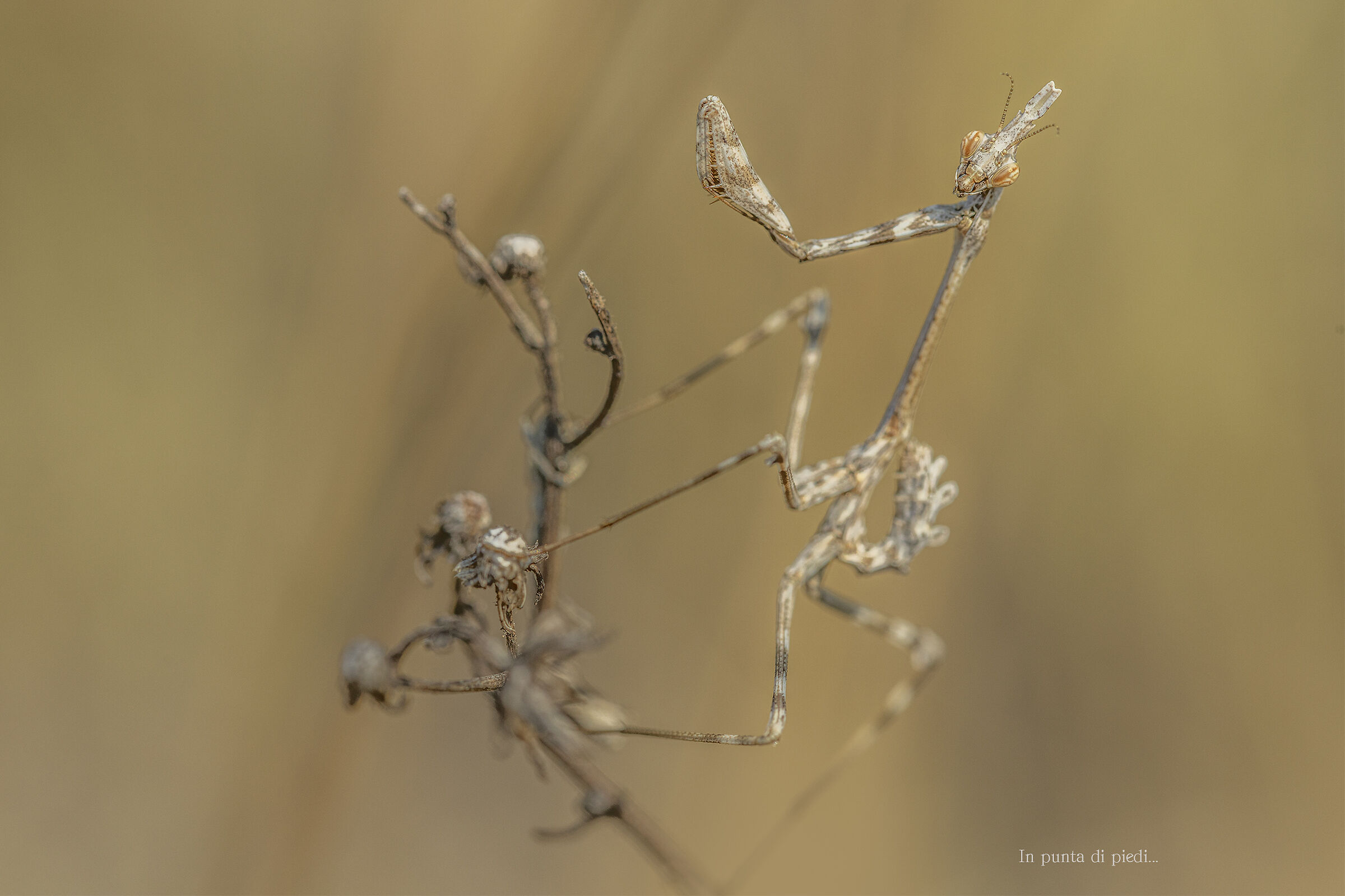 finally Empusa pennata, or the conehead mantis