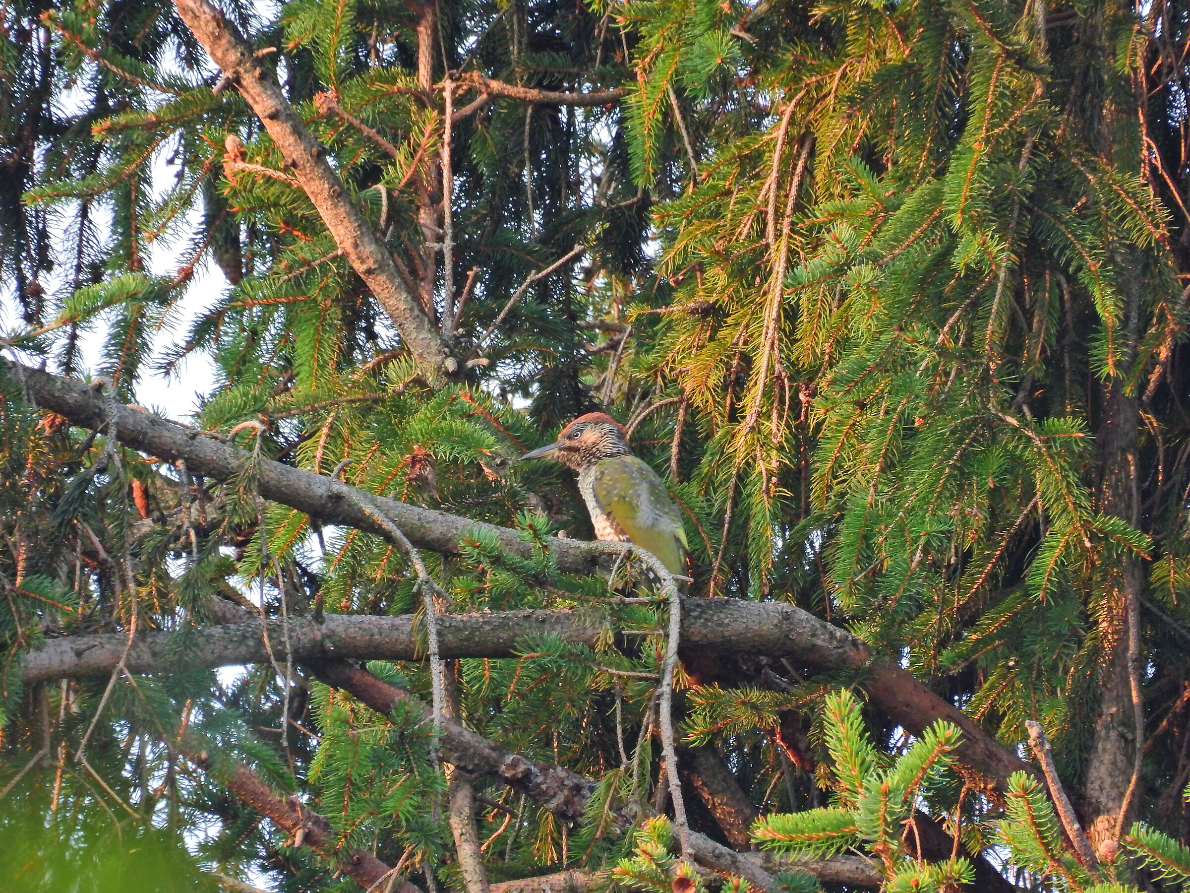 Green woodpecker at the bottom of the garden