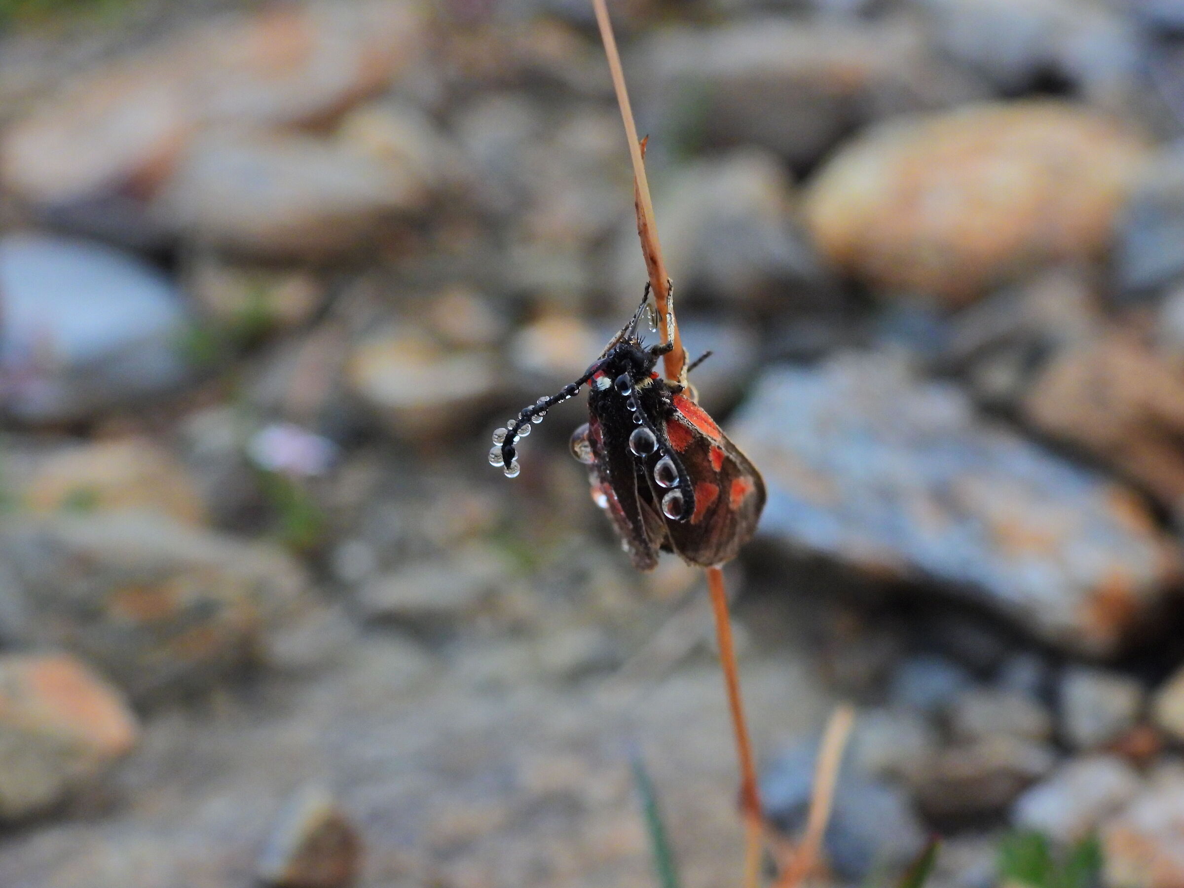 Zygaena exulans at Griess Pass