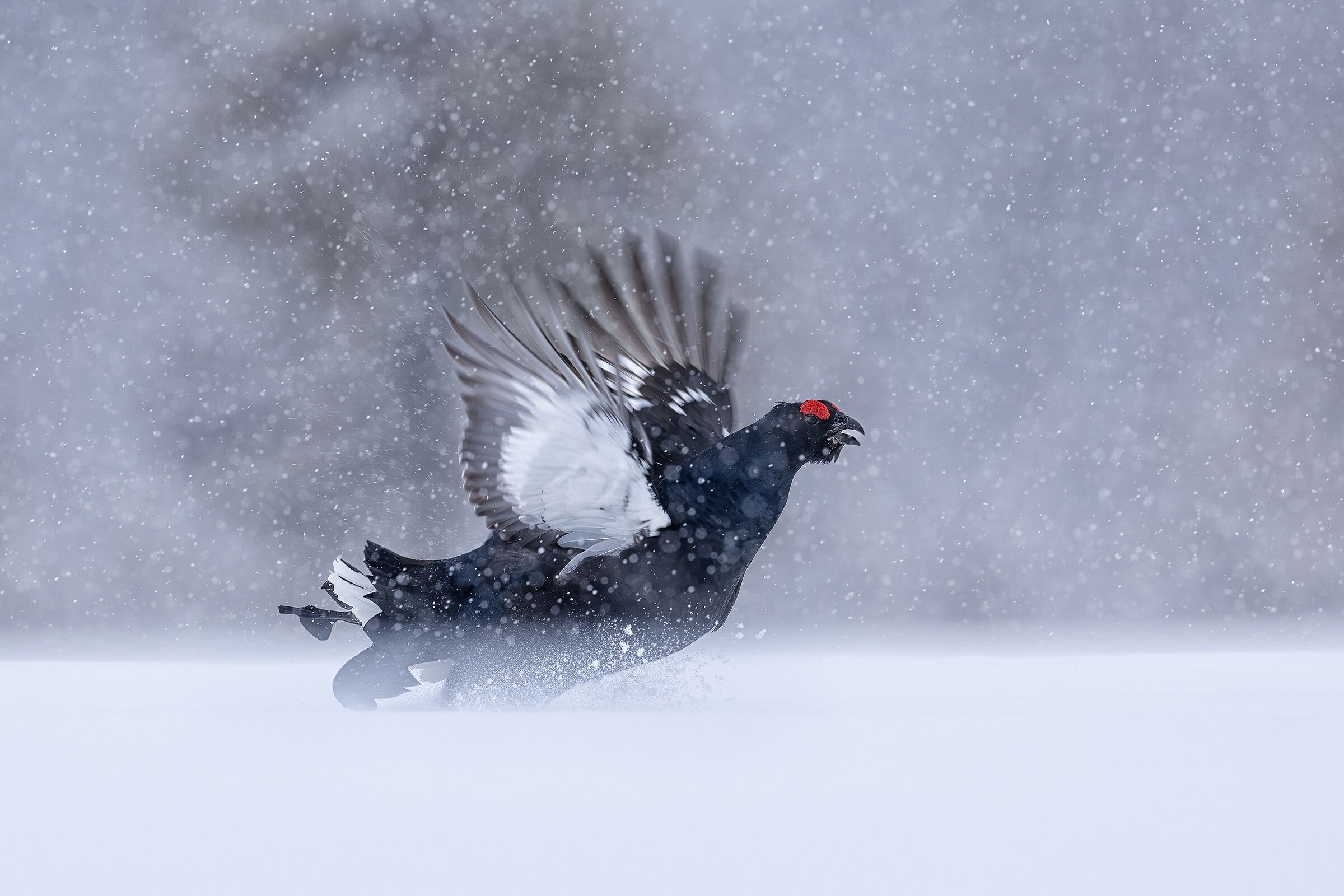 The black fork in the storm