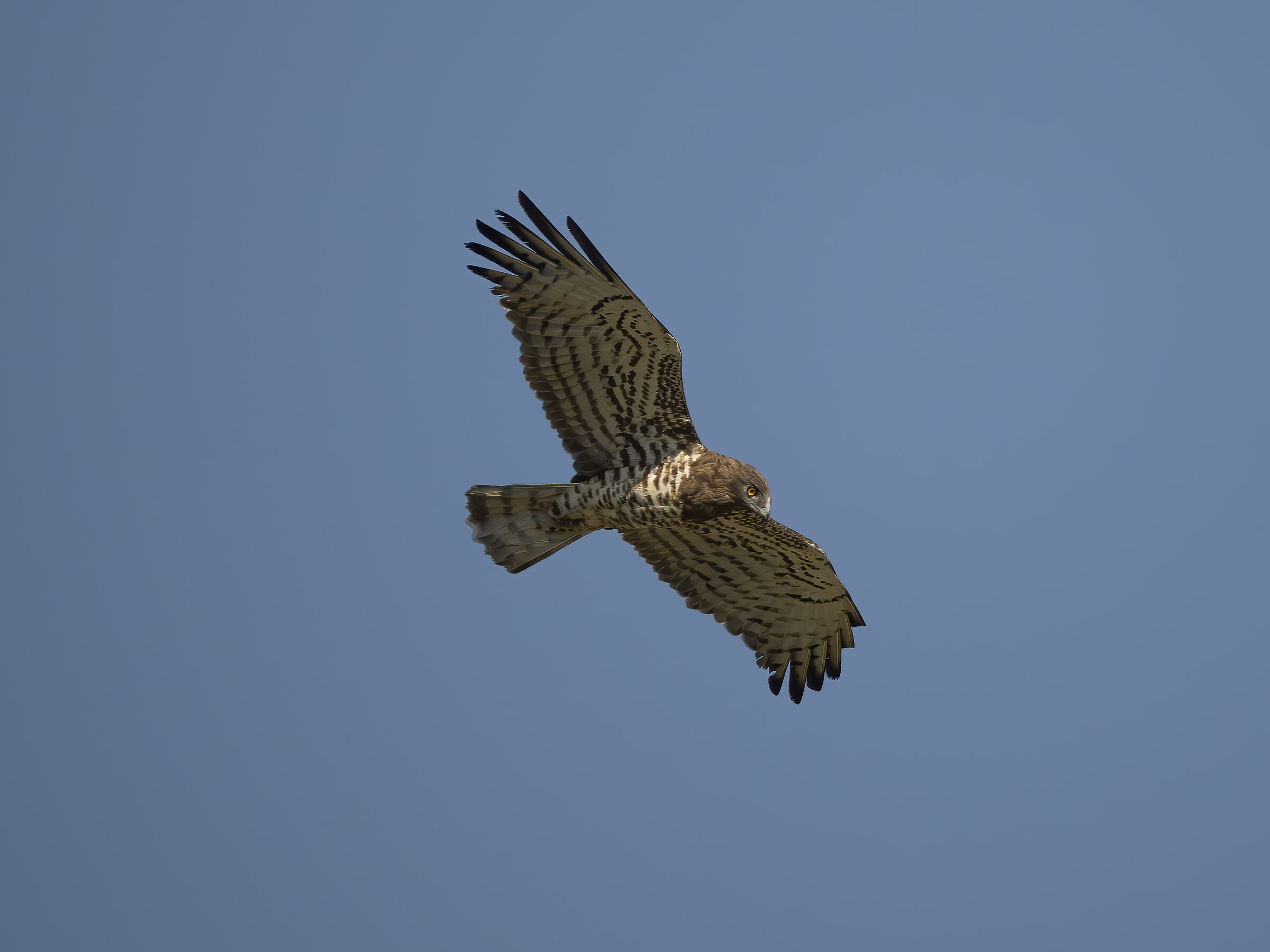 Harrier eagle