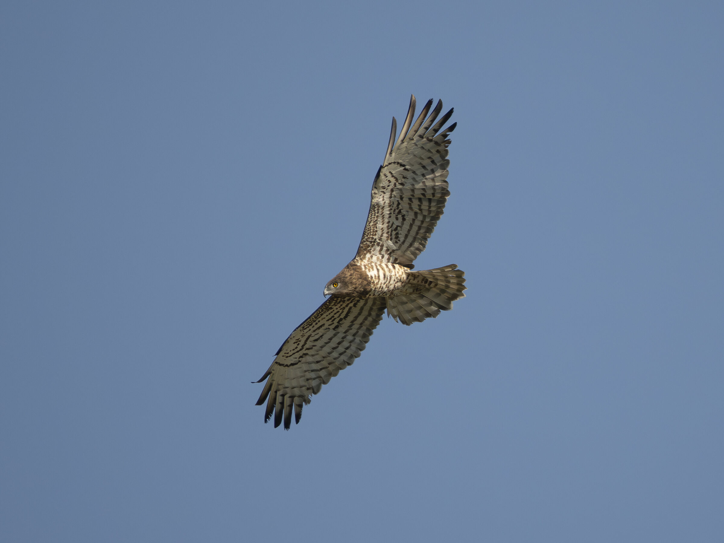 Harrier eagle