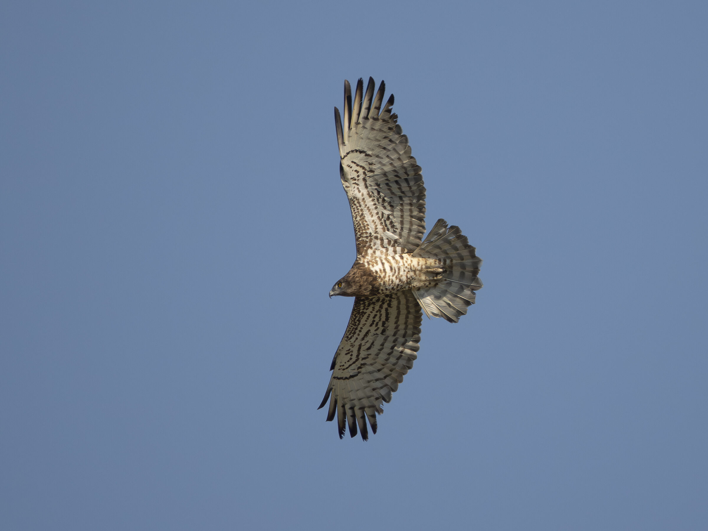 Harrier eagle