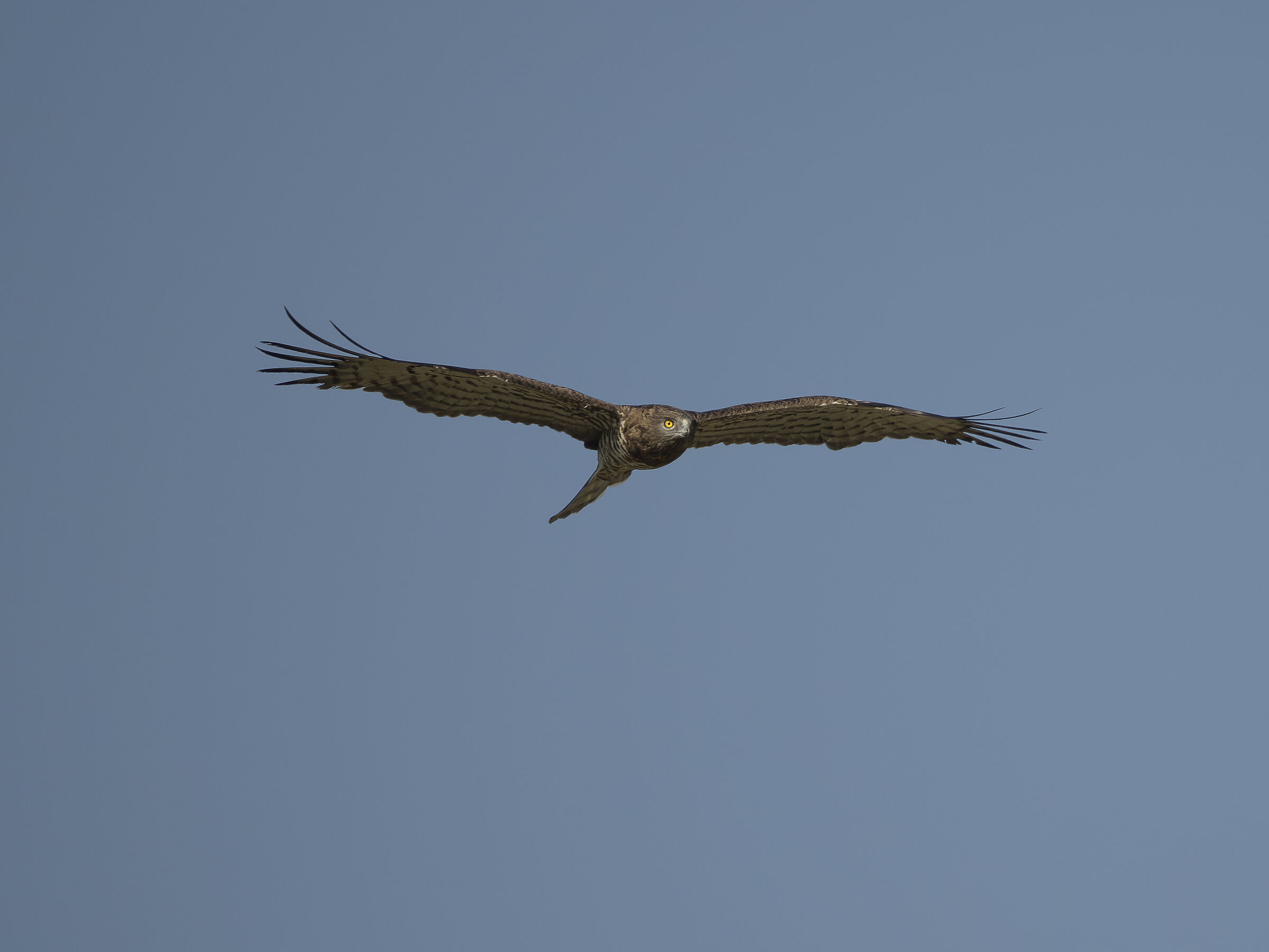 Harrier eagle