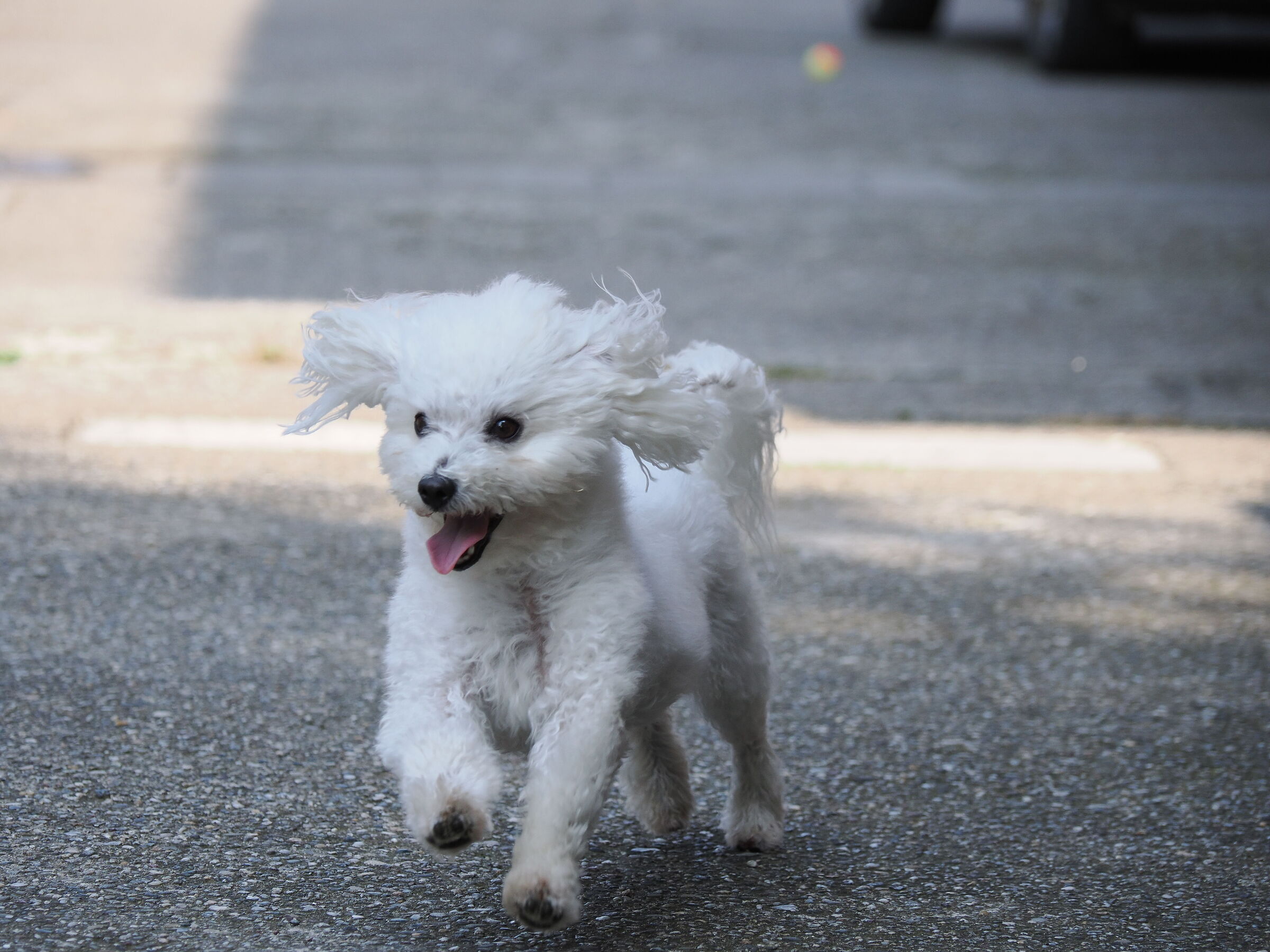 Try 2 new om1 with af animals