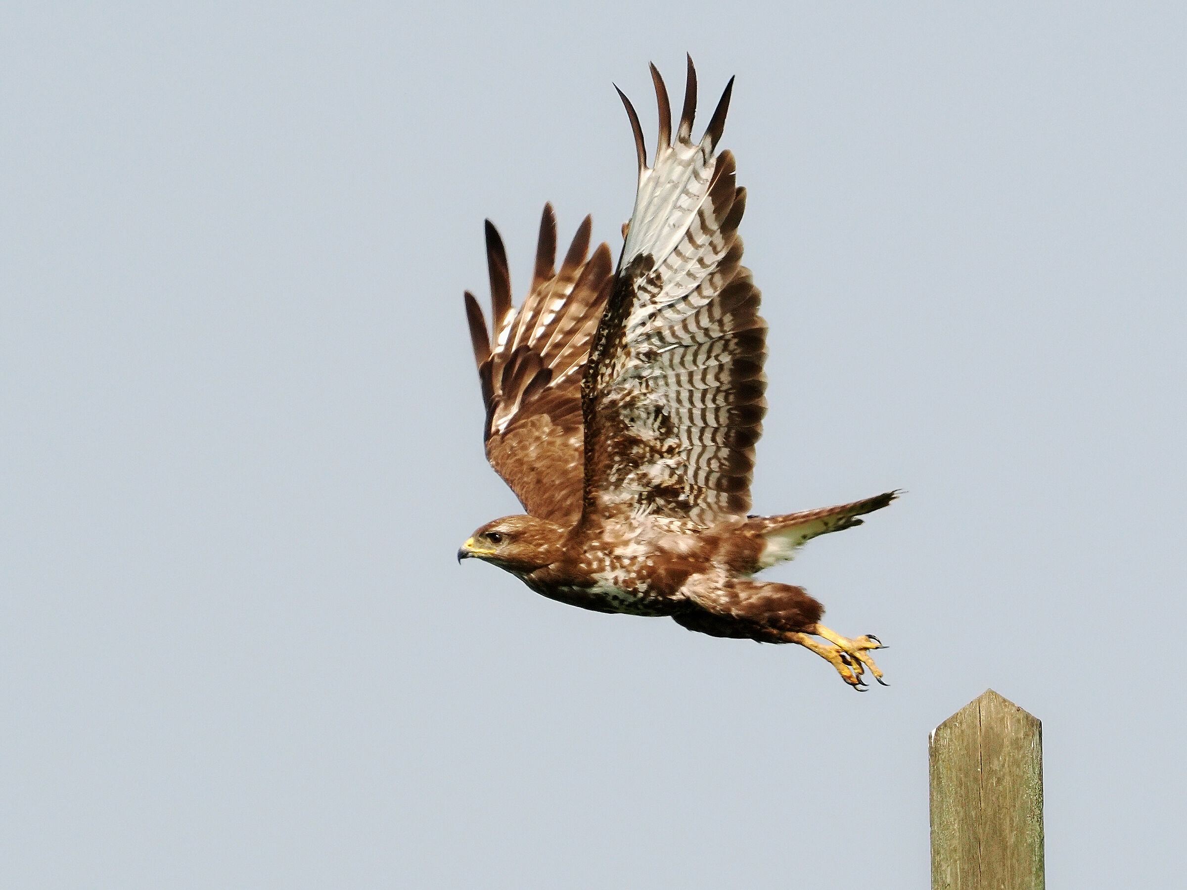 The detachment - buzzard