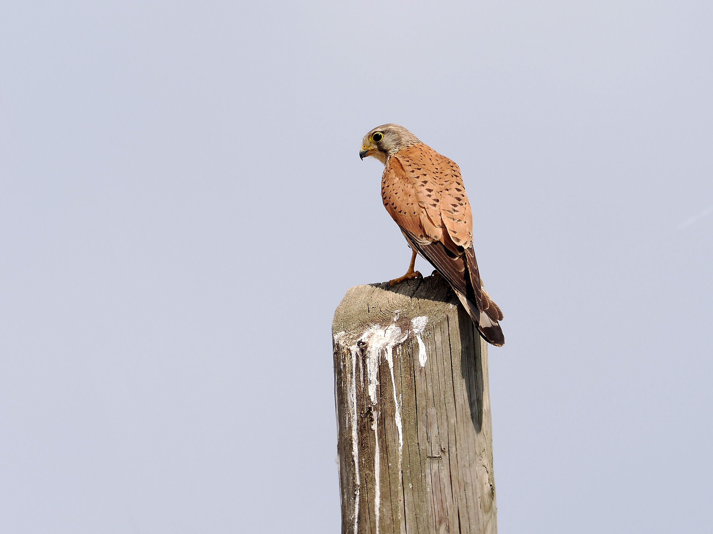 Kestrel
