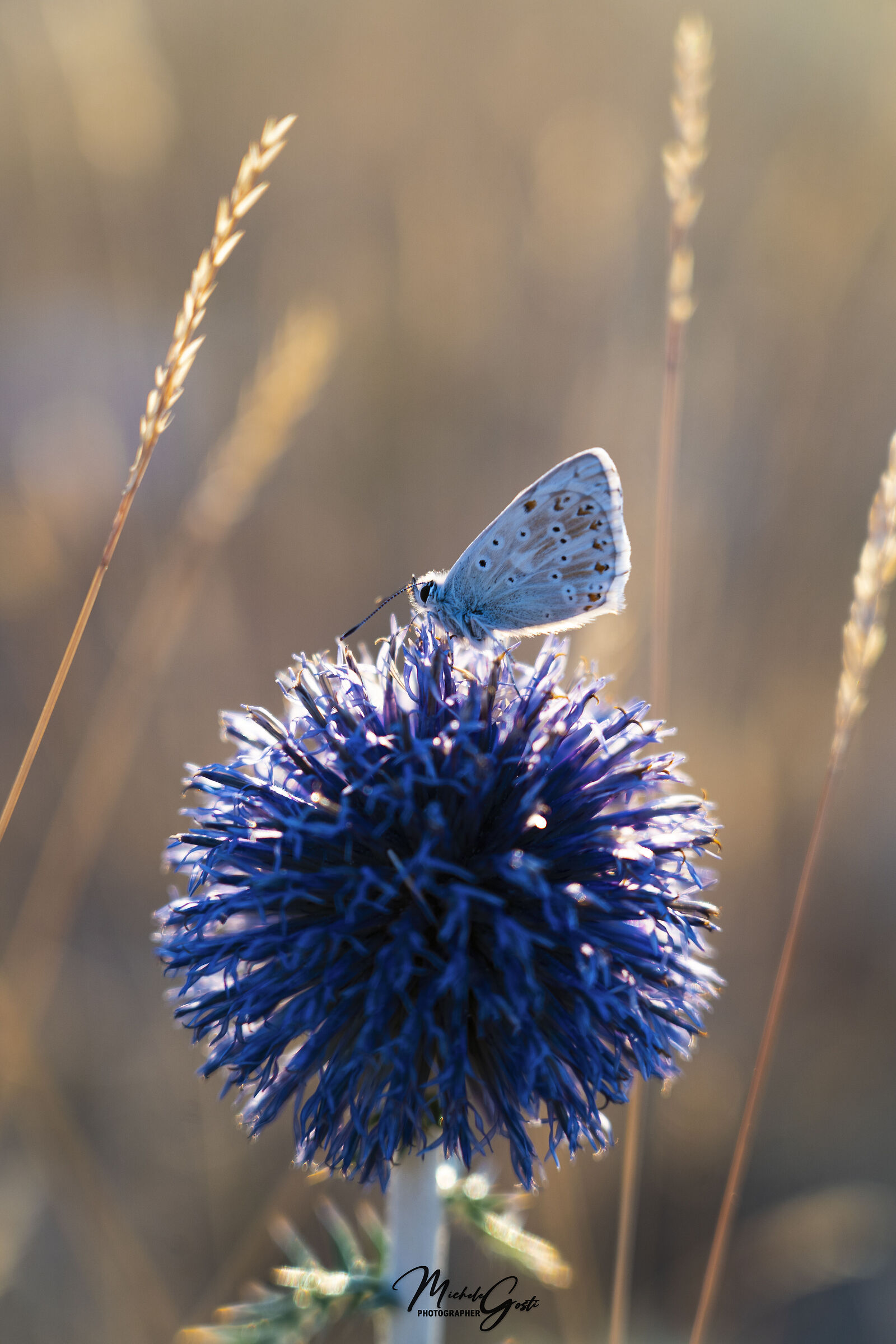 Sunrise at the Vettore
