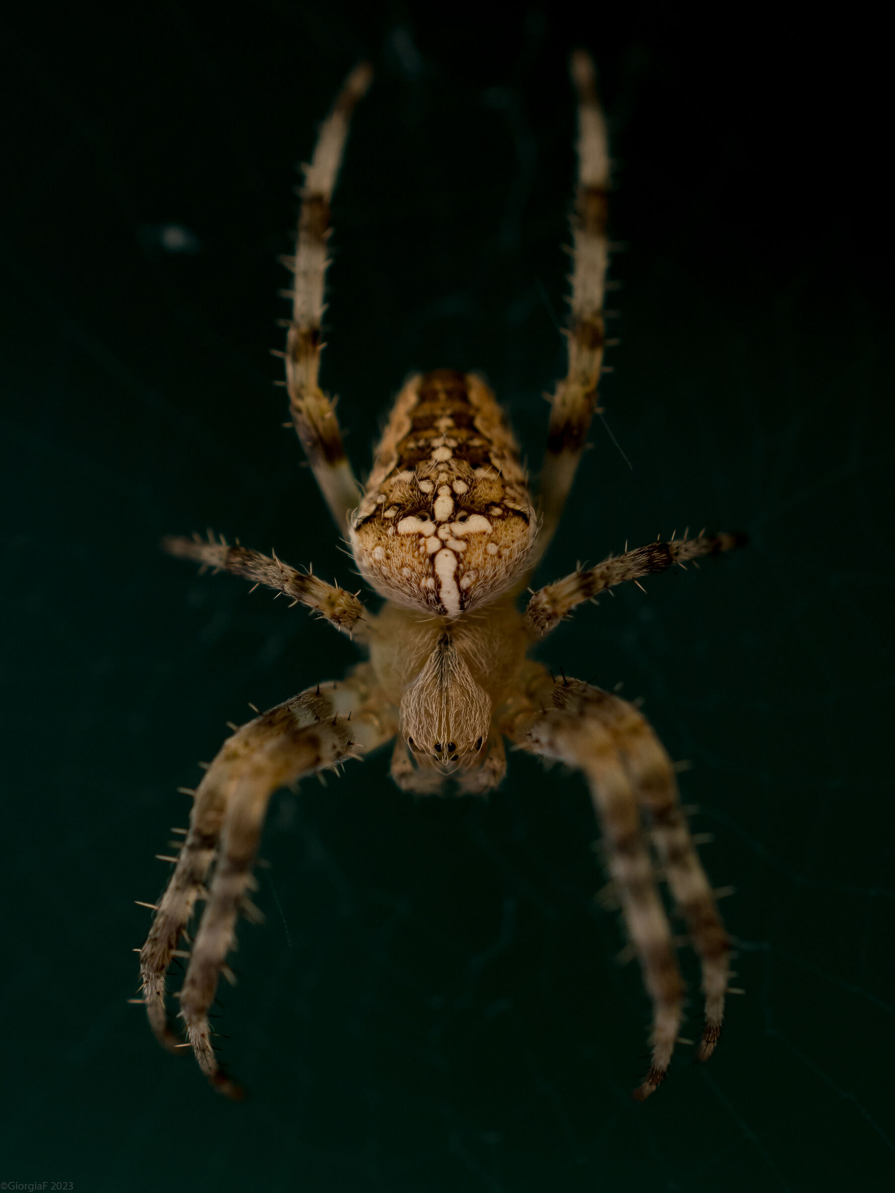 Aranaeus diadematus - young female