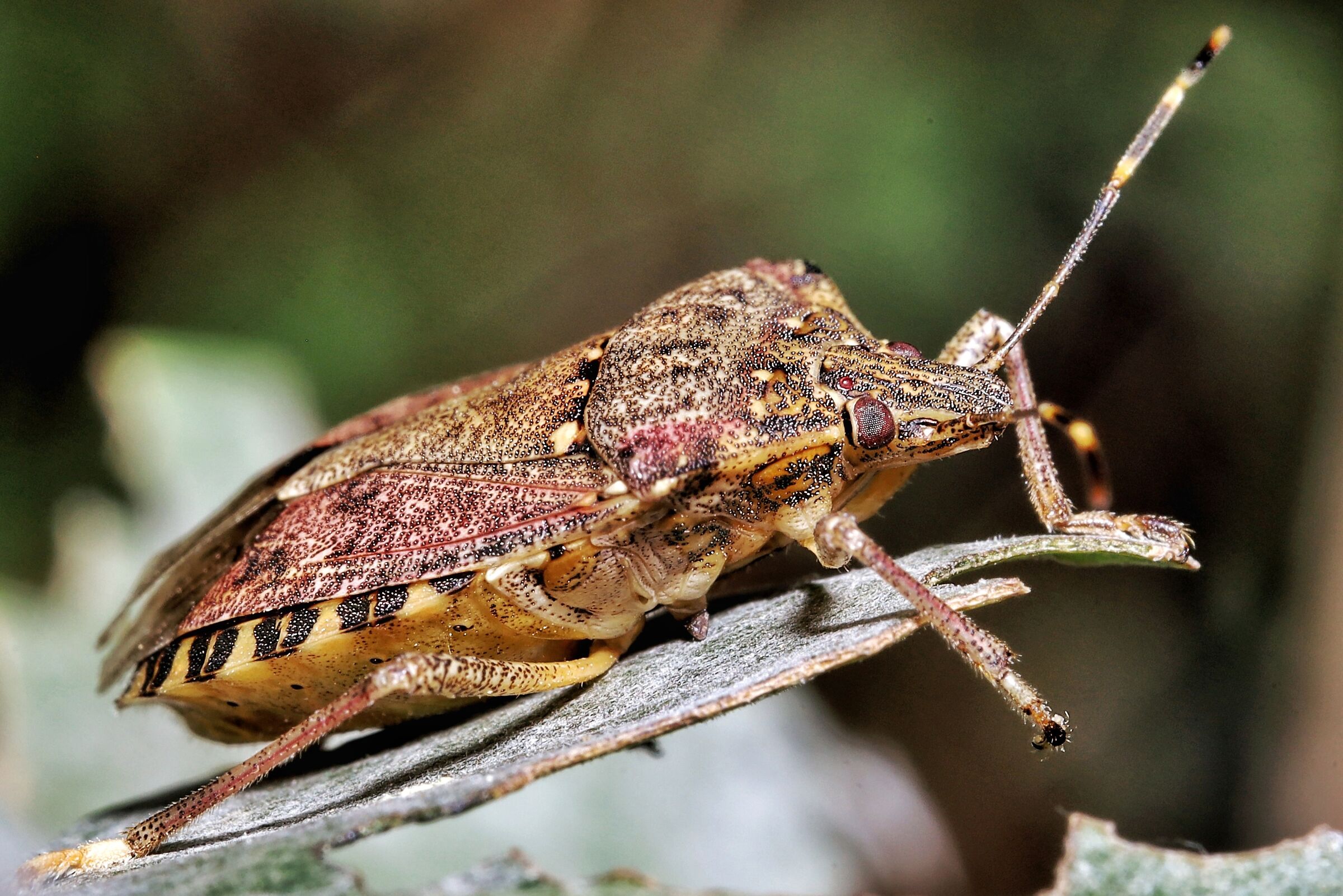 Halyomorpha halys