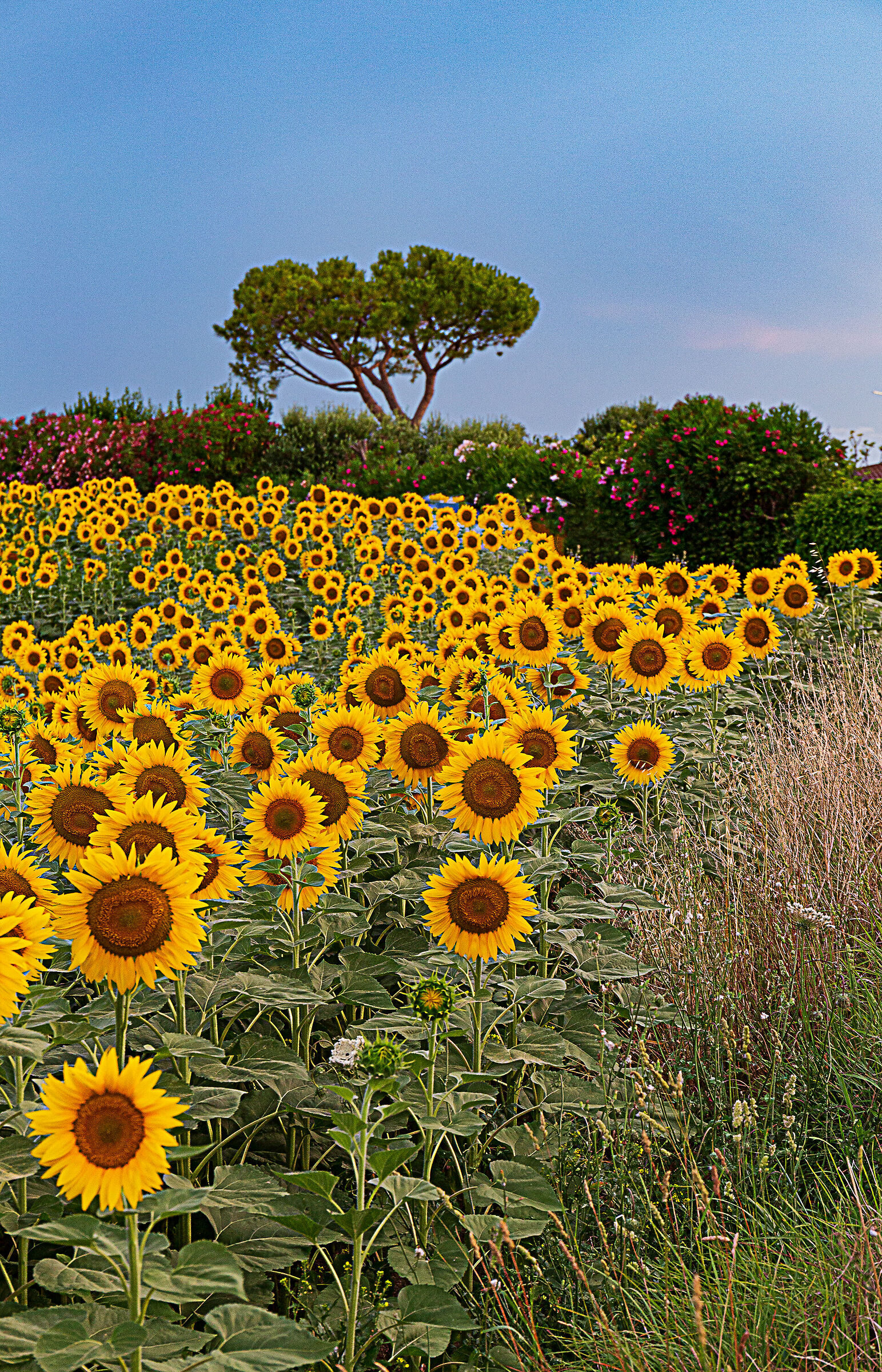 Sunflowers