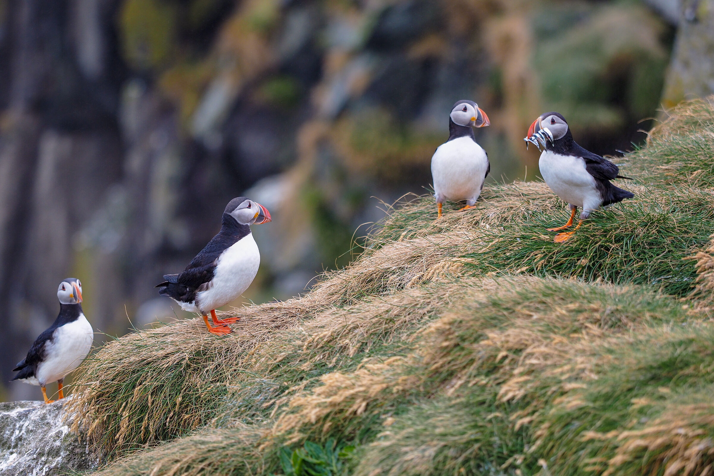 Puffin