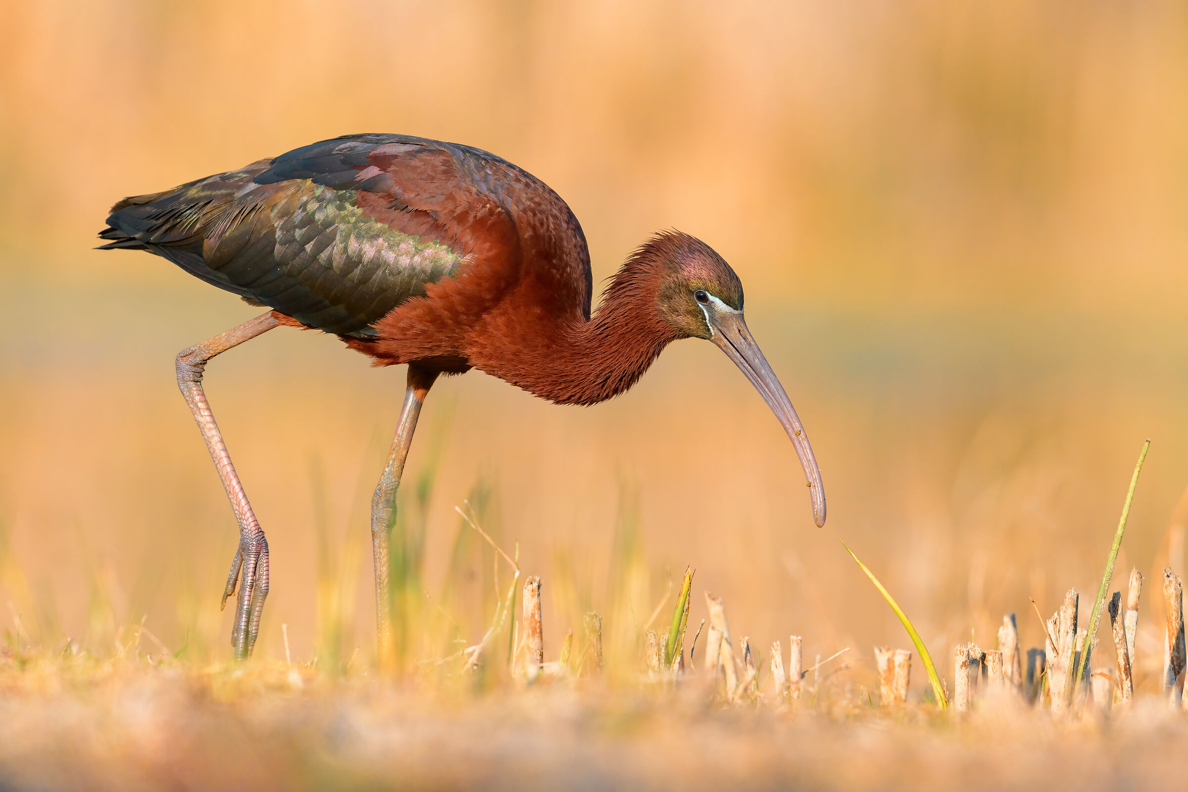 Glossy ibis