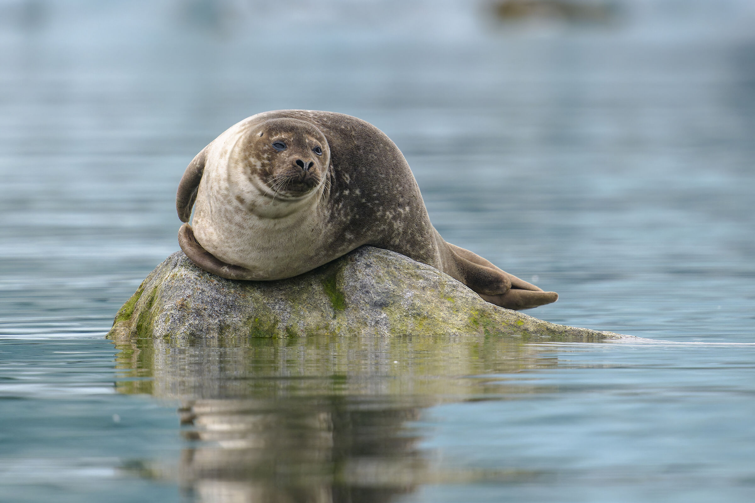 Harbor seal, Svalbard.