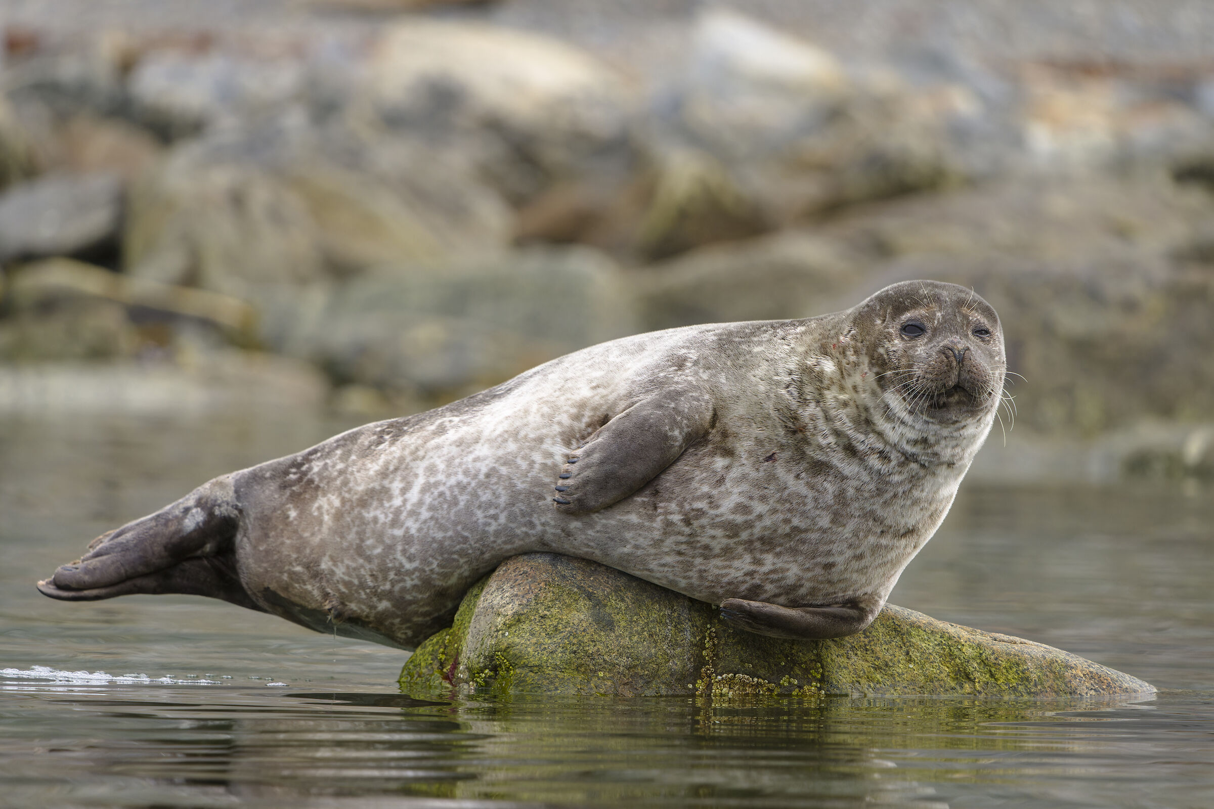 Harbor seal, Svalbard.