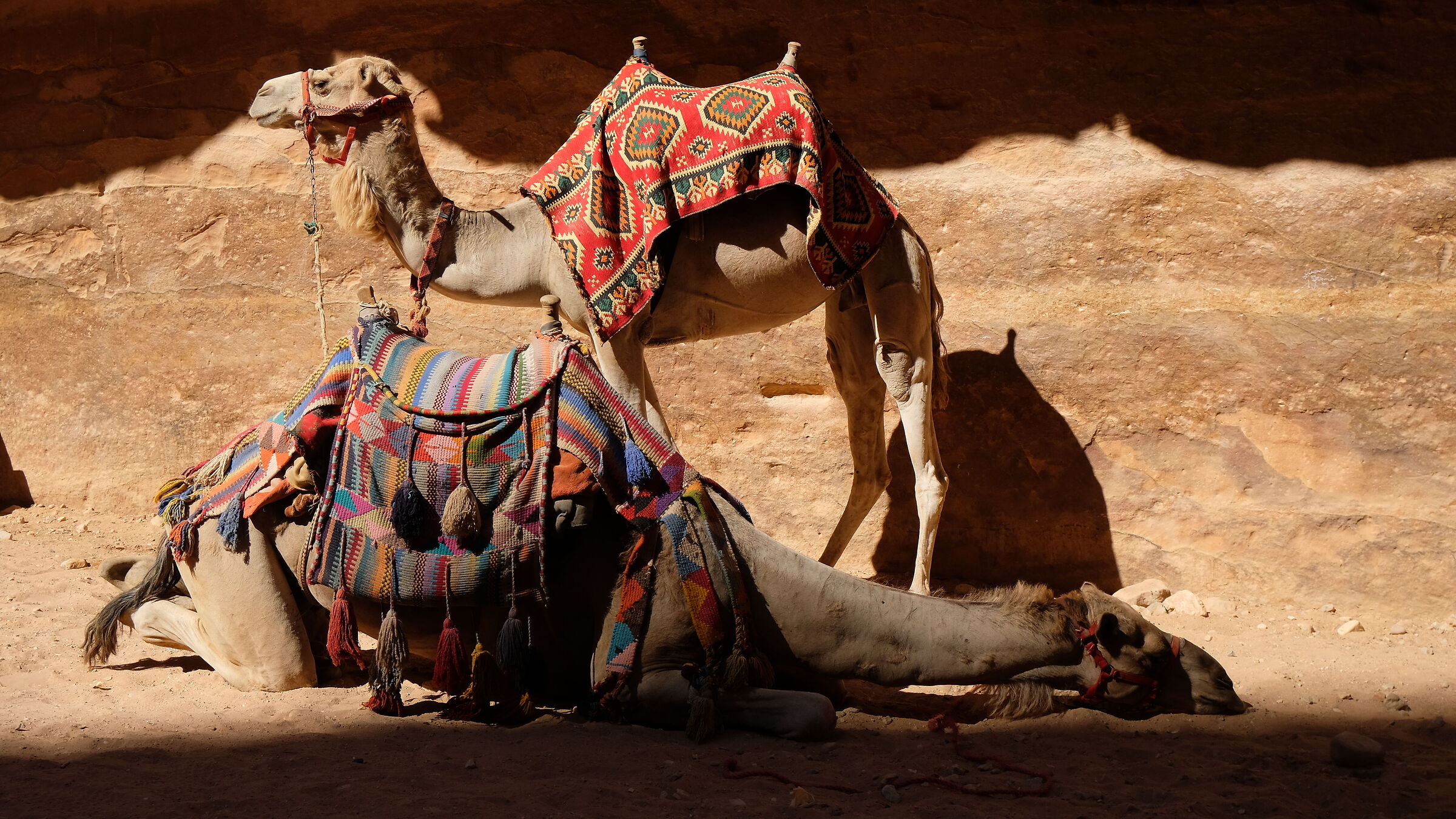 Camels