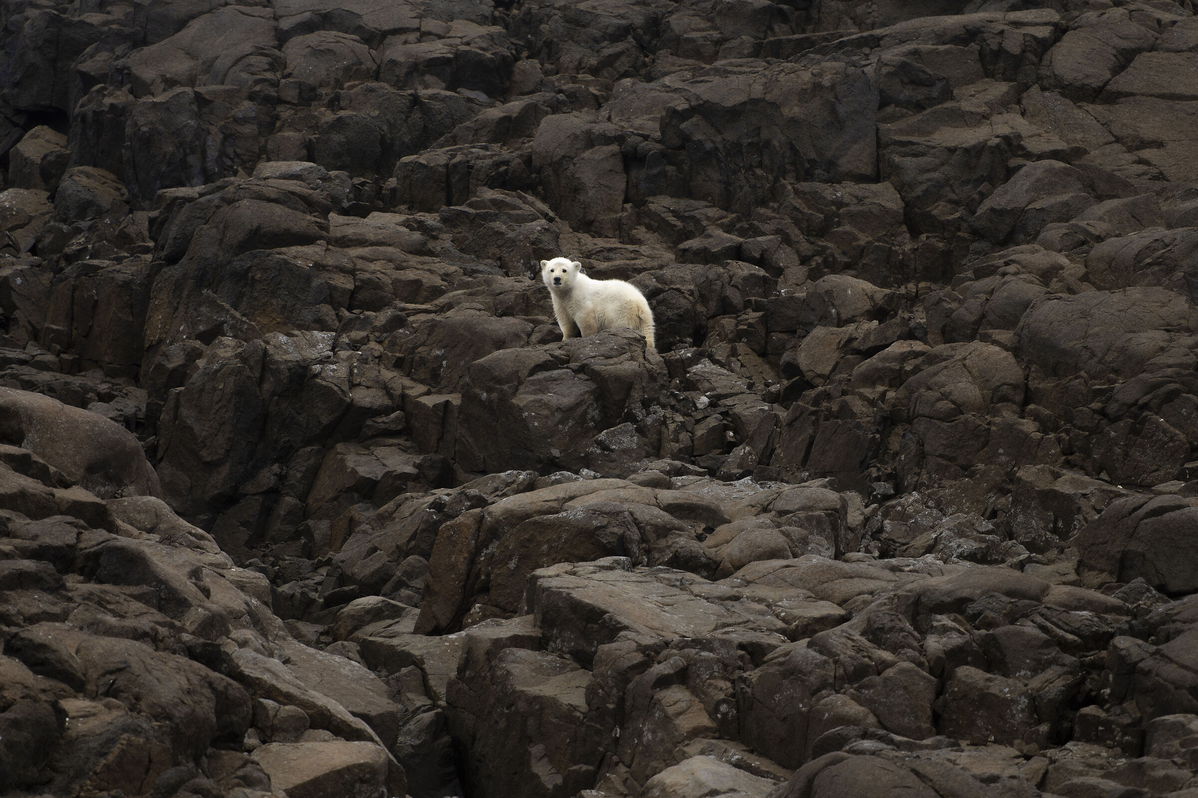 Little heart, Isole Svalbard.
