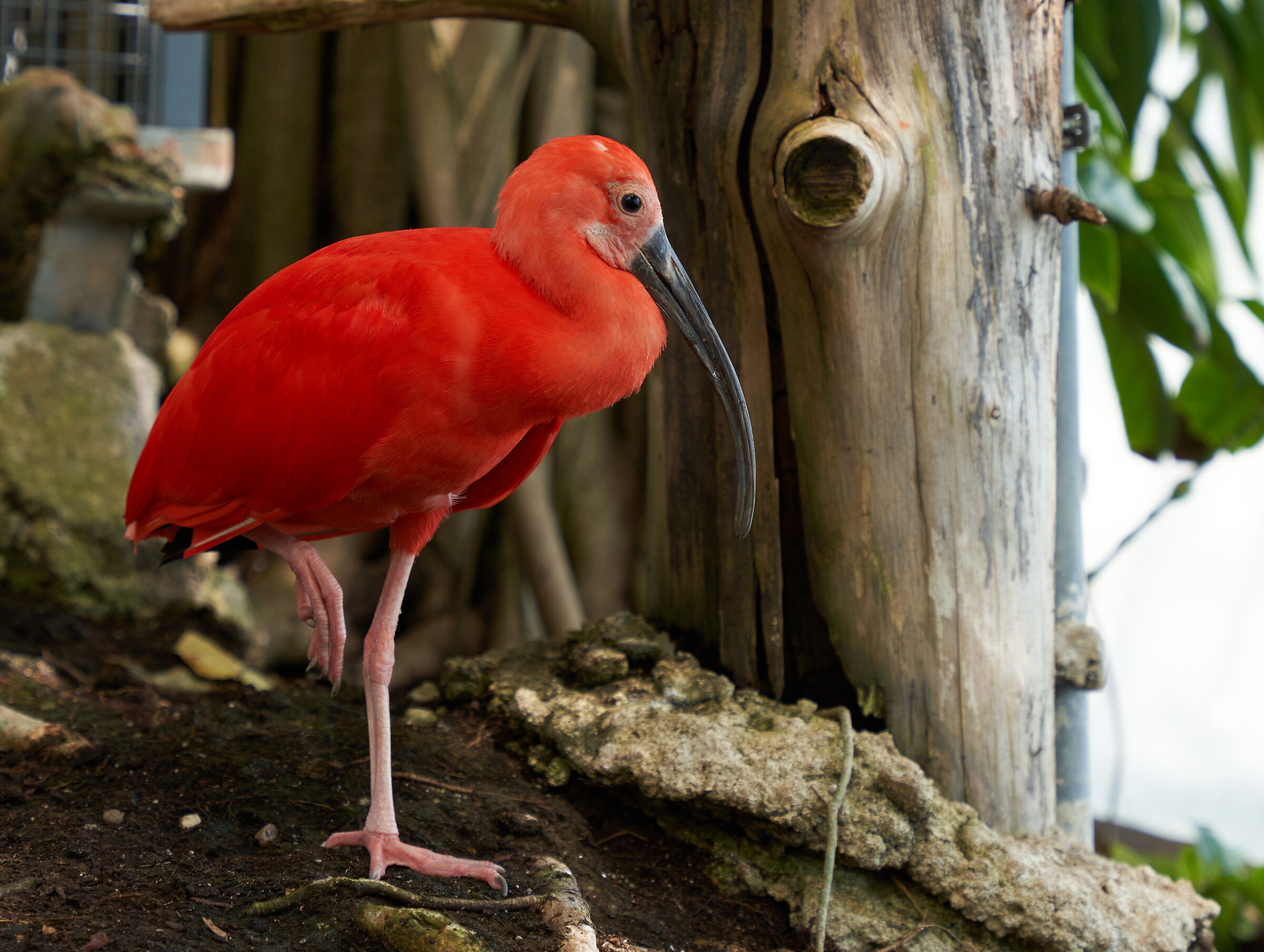 Ibis Scarlatto (Biosfera Genova)