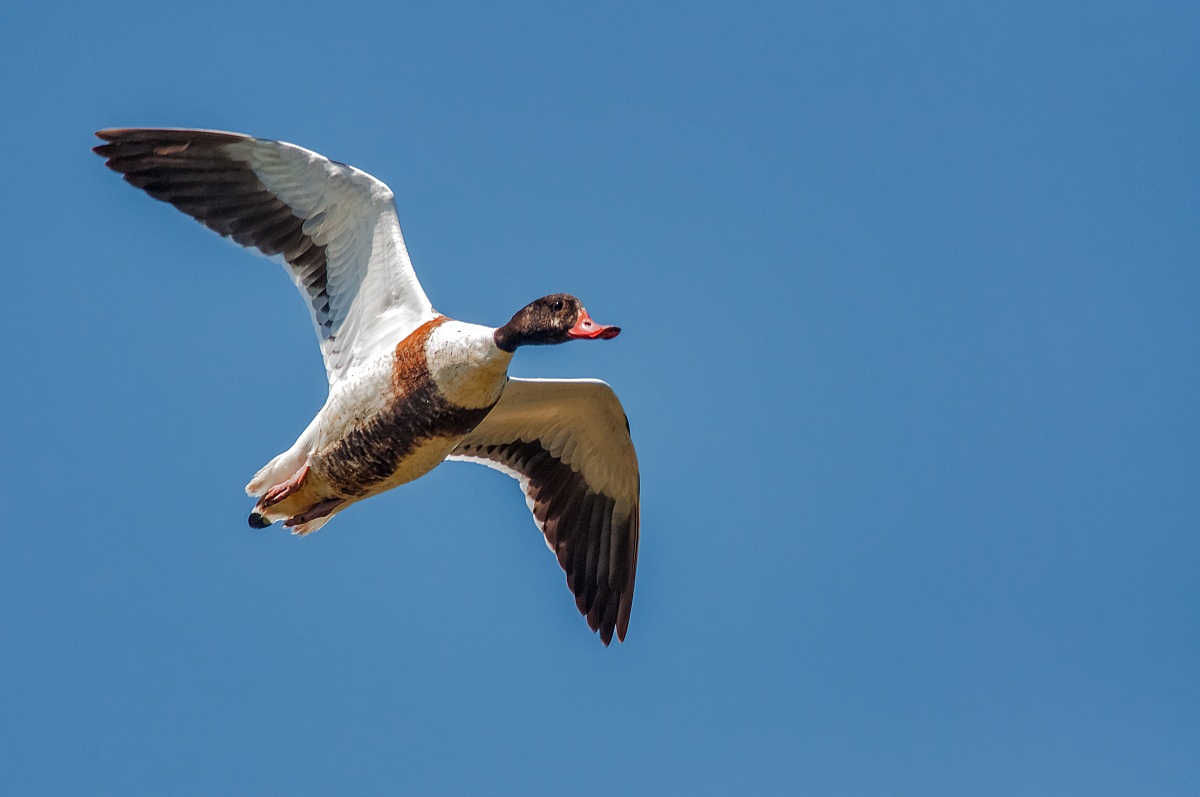 Shelduck in flight