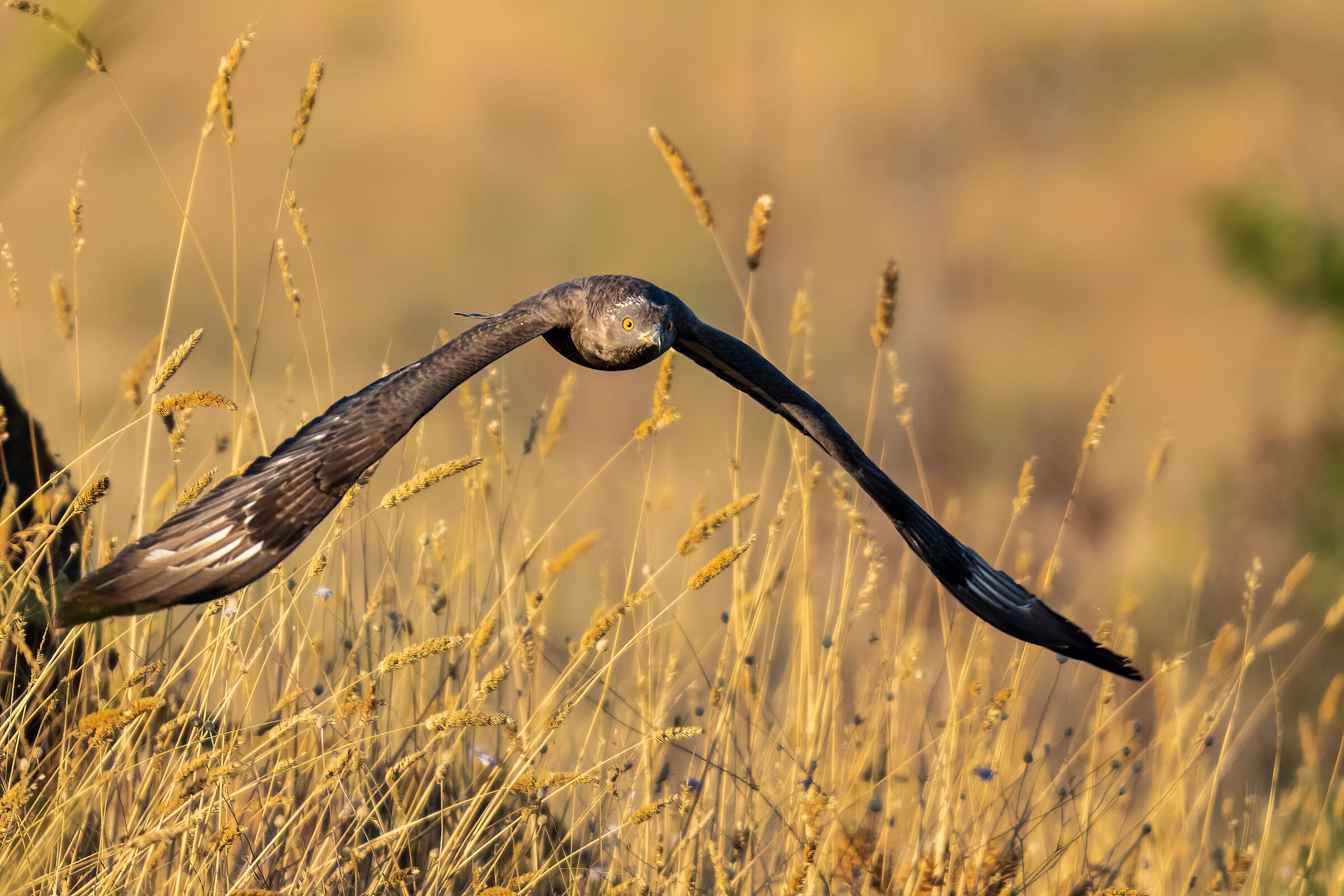 Falco pecchiaiolo (Pernis apivorus)
