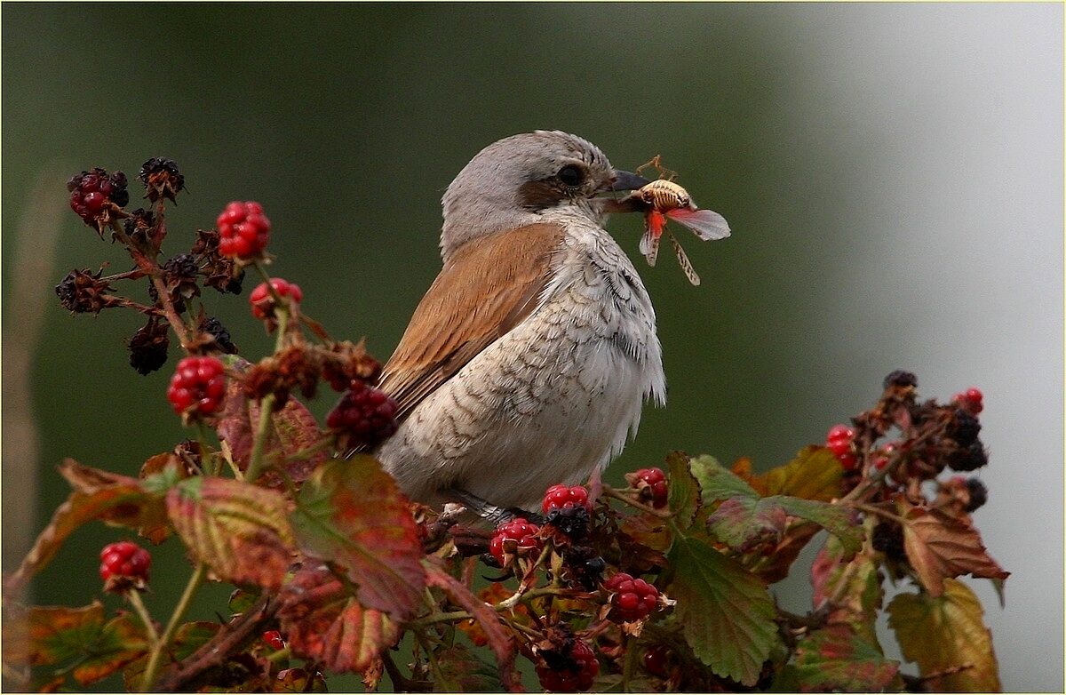 ''Little Shrike''