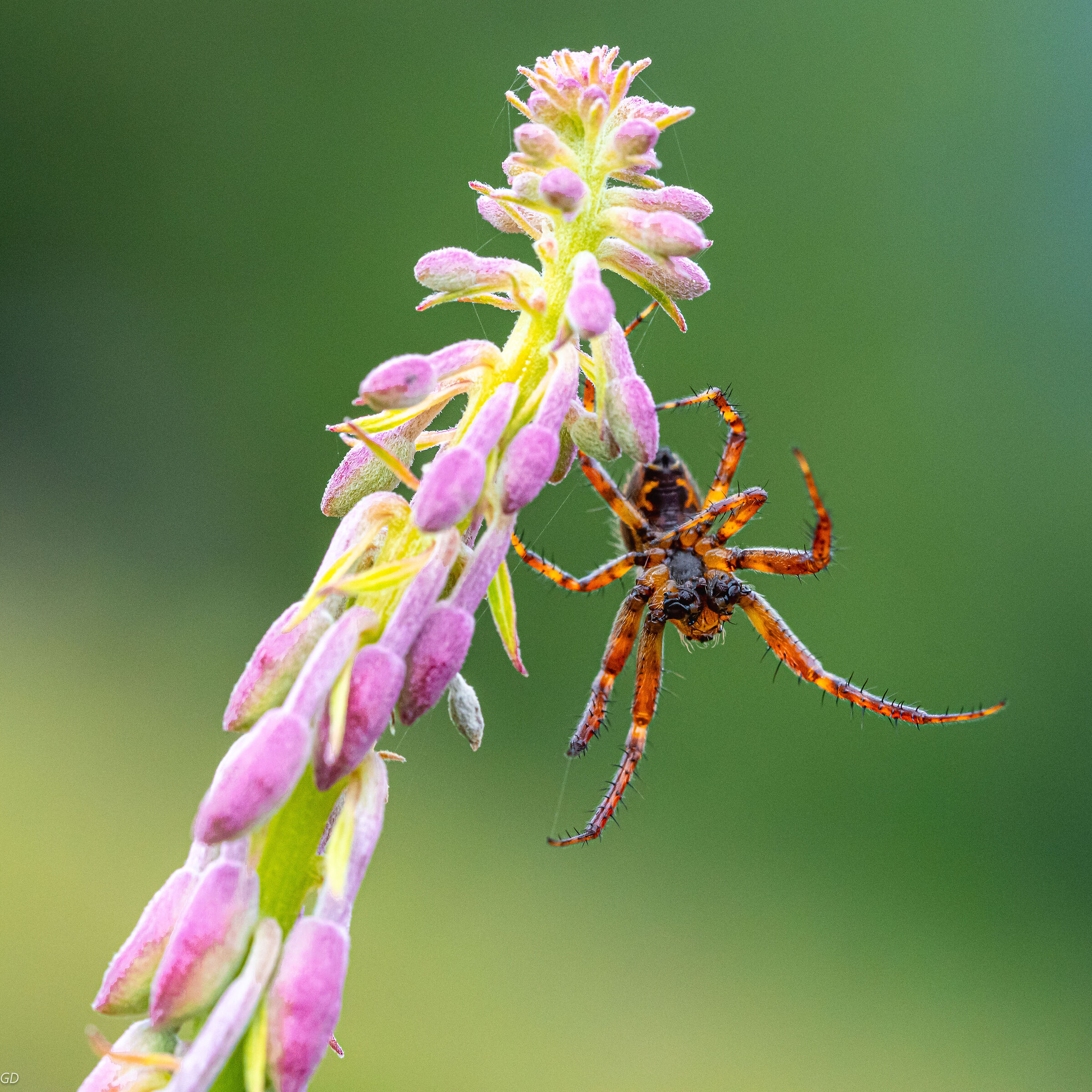 Ginnastica mattutina