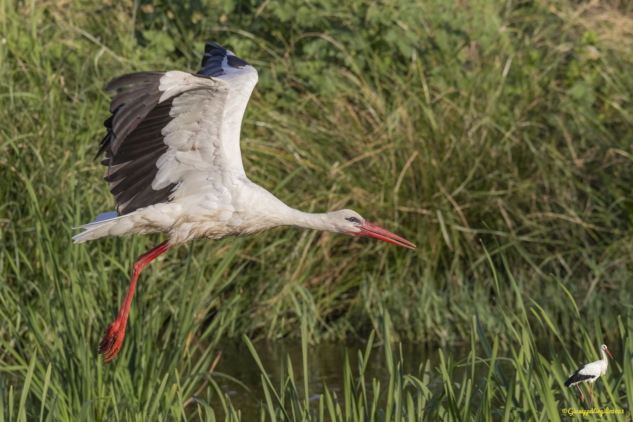White Stork (Sardinia) 2023