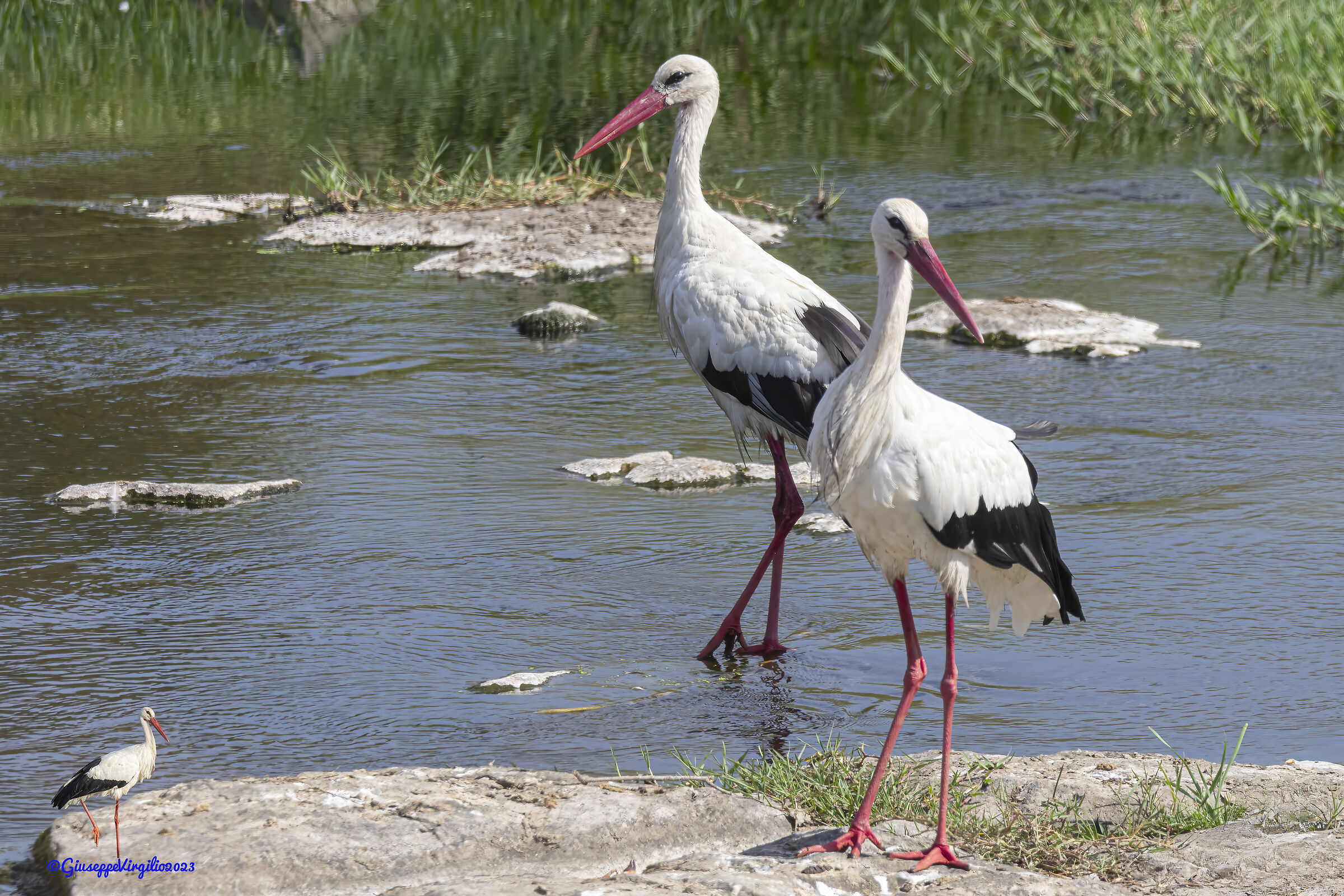 White Stork (Sardinia) 2023