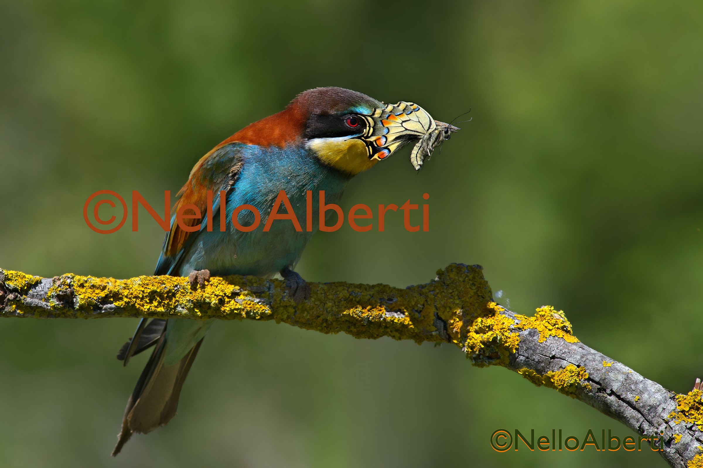 a tasty Pranzetto the