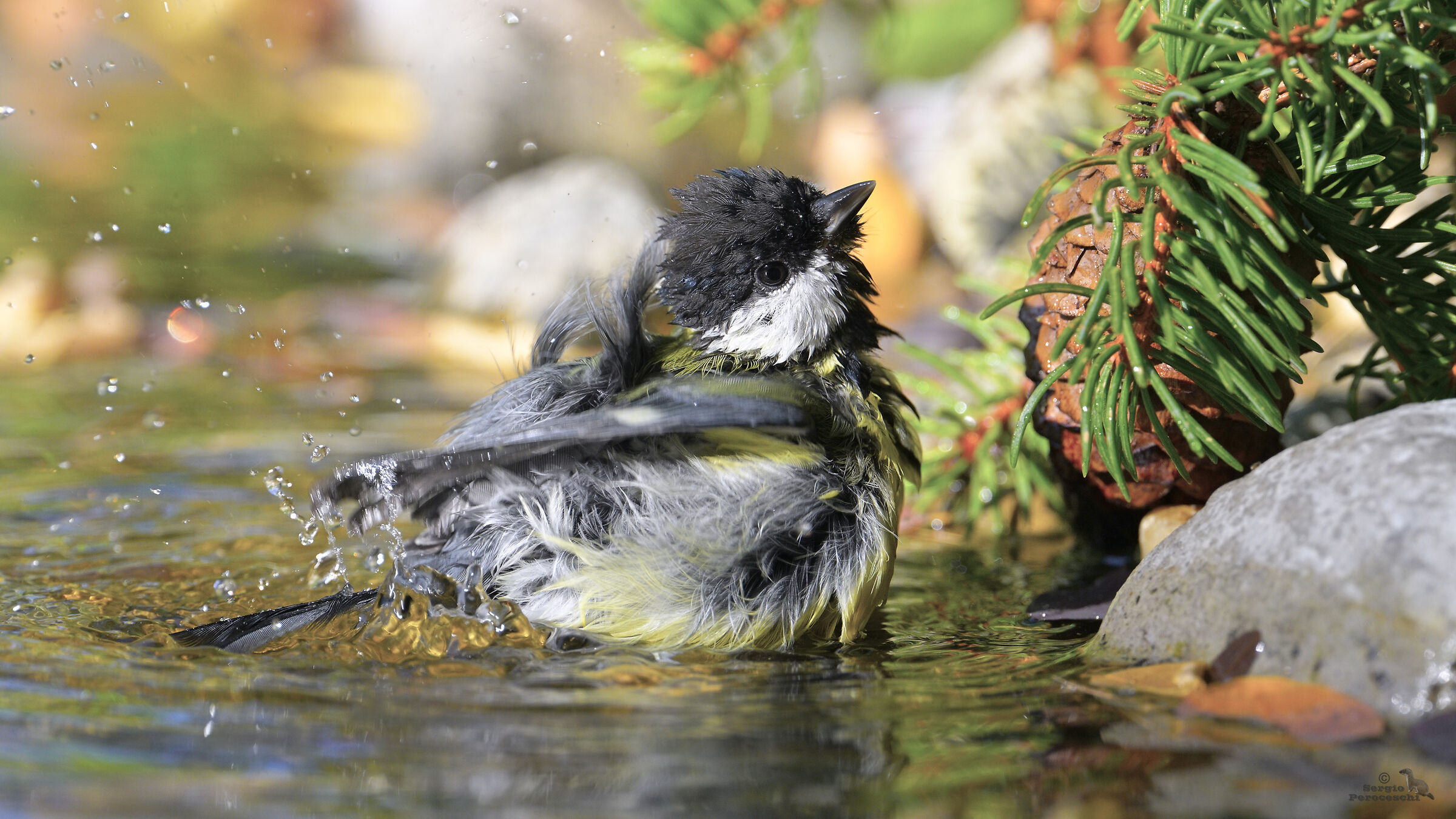 A tender batufolo of wet feathers