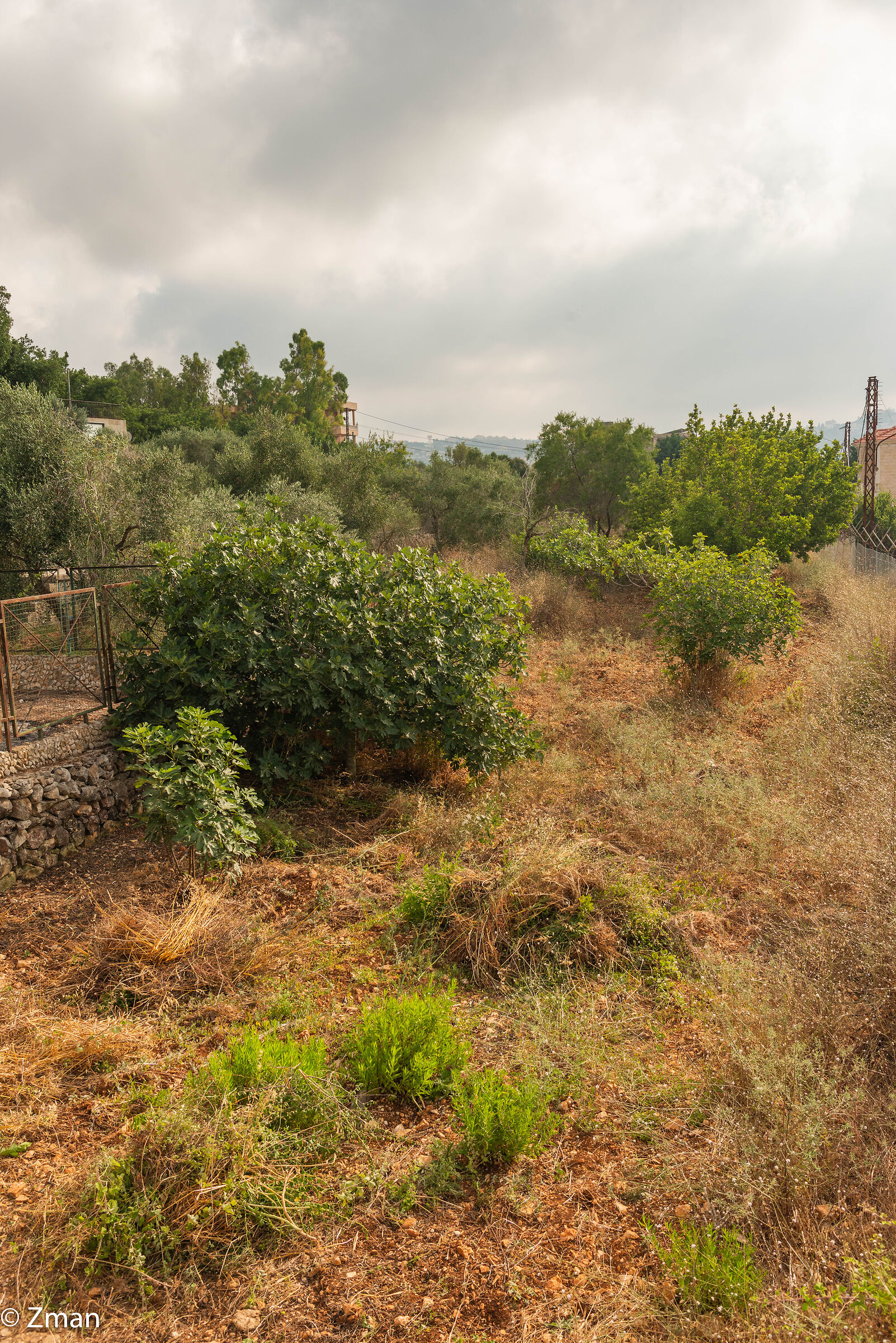 Fig Trees