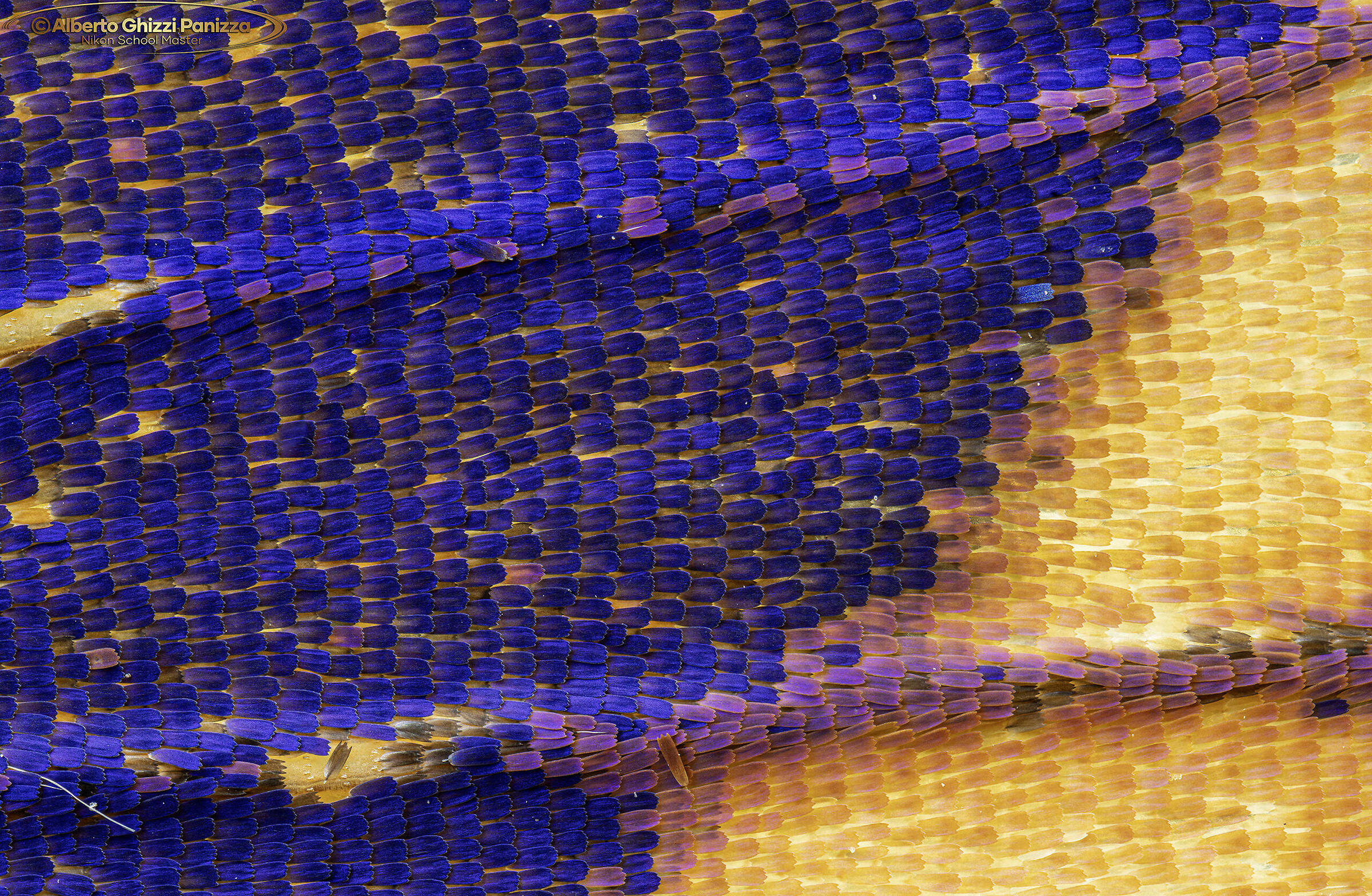 Ali di farfalla a 20X