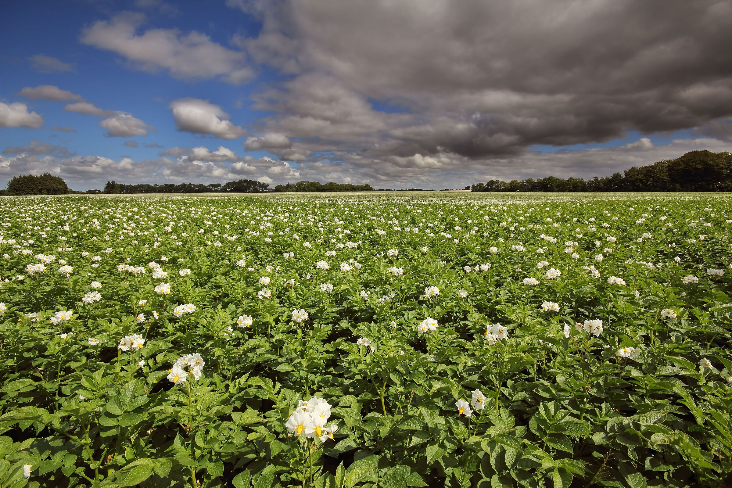 Le kartofler dello Jutland ci danno il benvenuto...